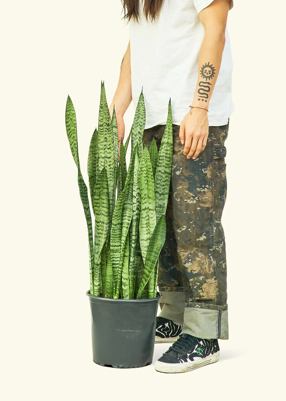 Snake Plant 'Zeylanica' - Image 16