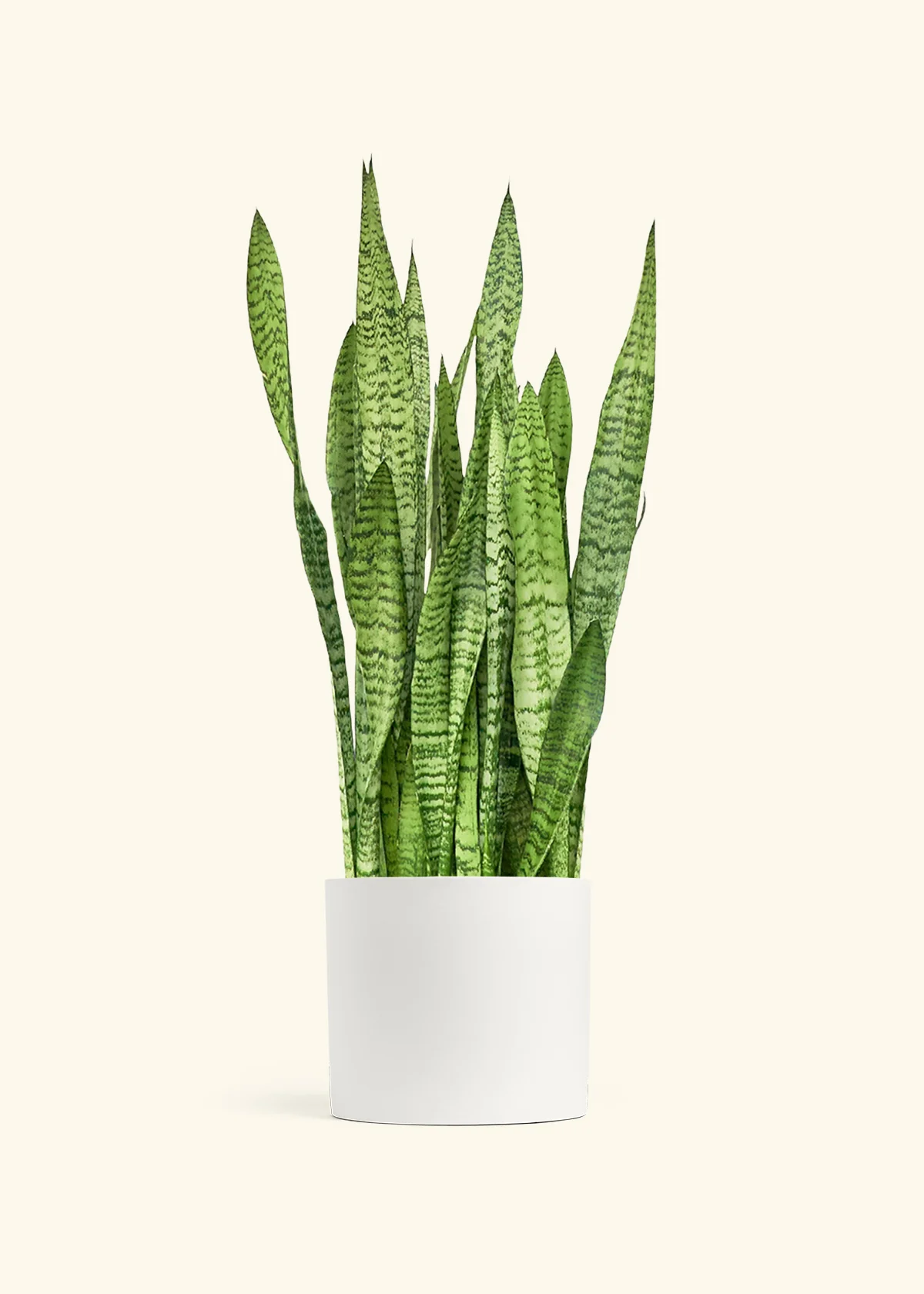 Snake Plant 'Zeylanica' - Image 17