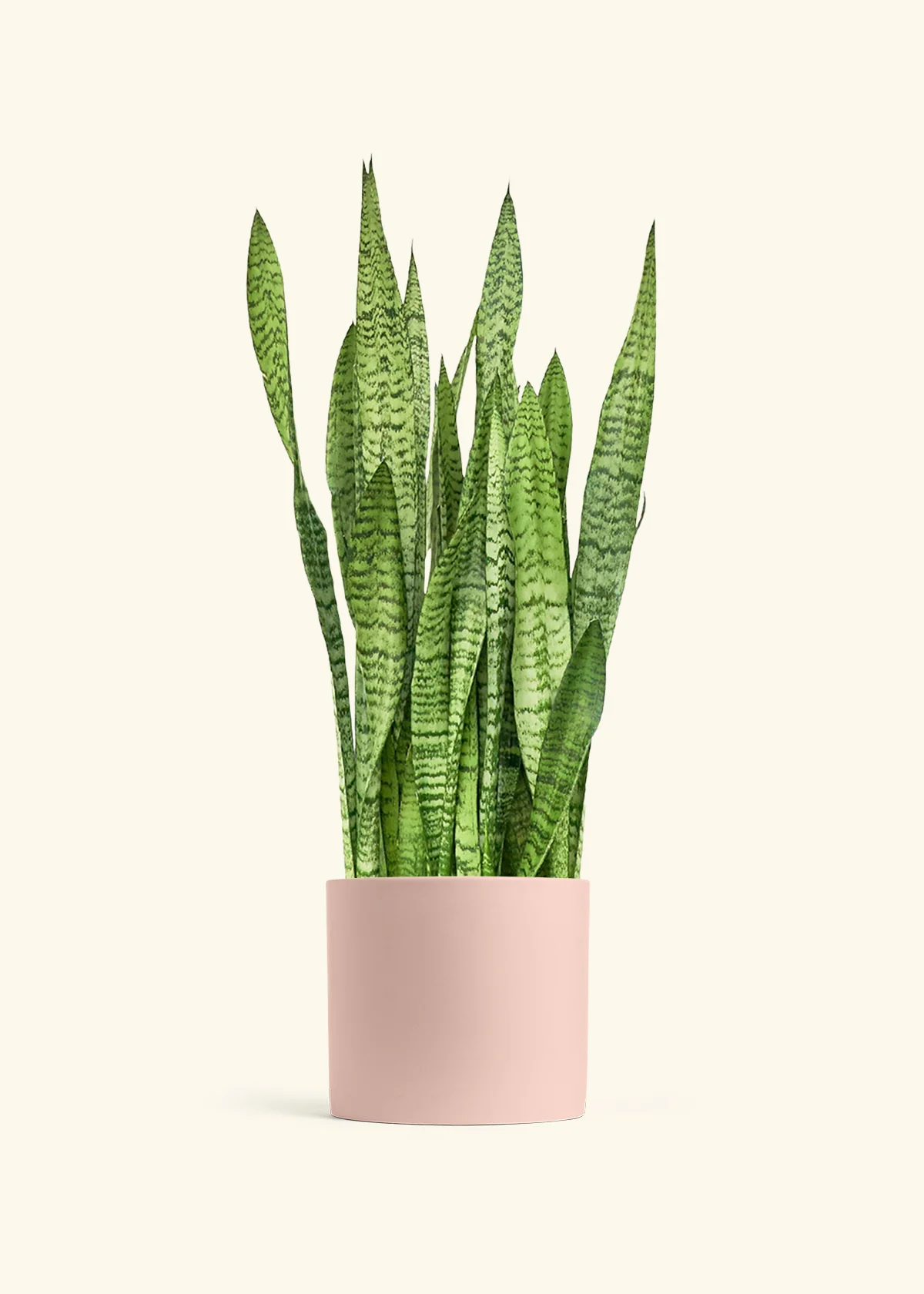 Snake Plant 'Zeylanica' - Image 18