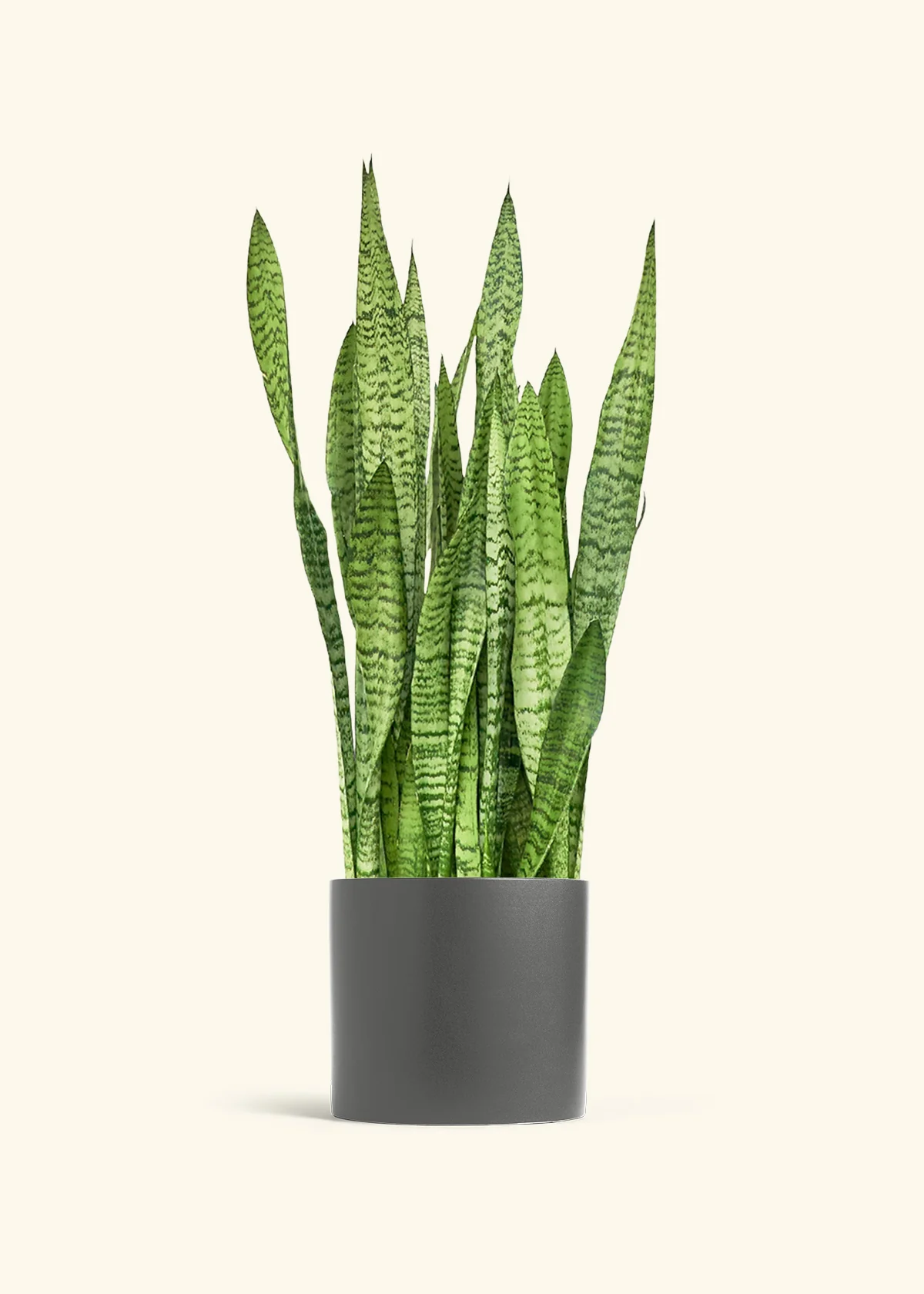 Snake Plant 'Zeylanica' - Image 19