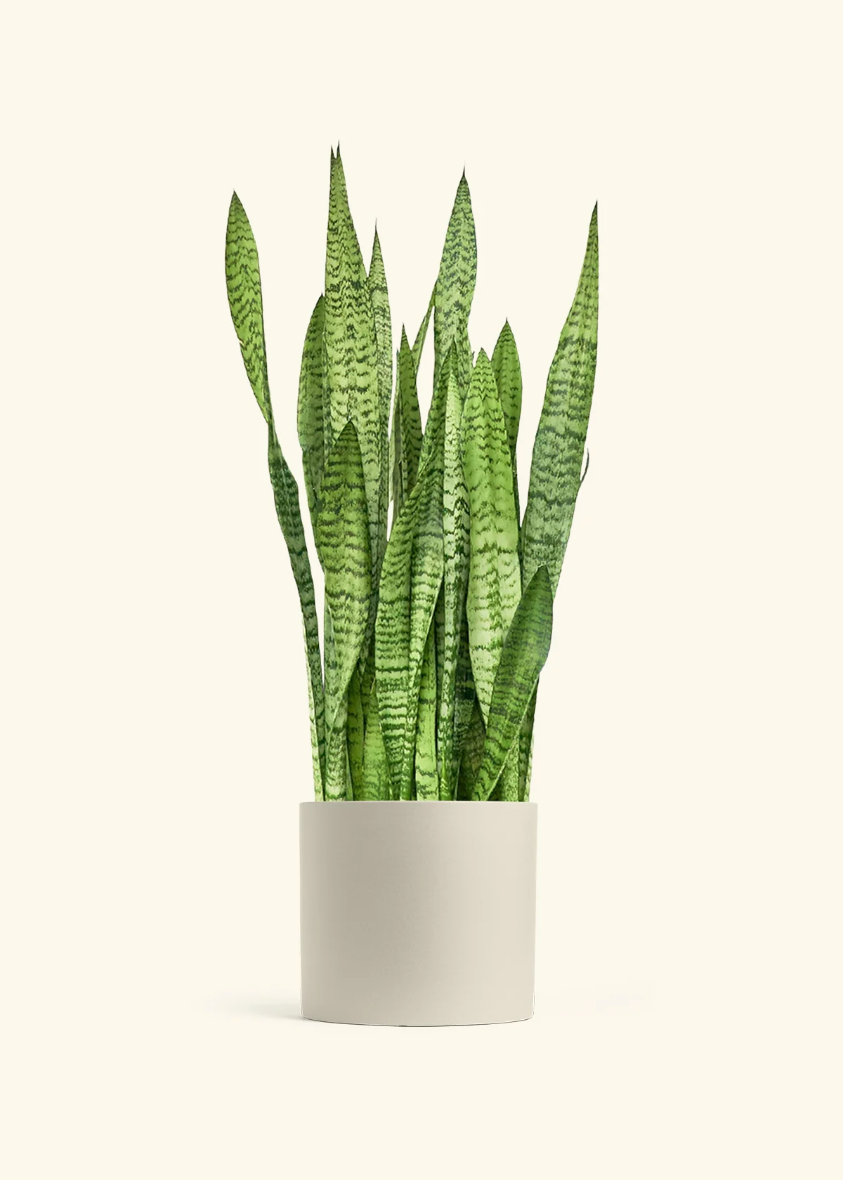 Snake Plant 'Zeylanica' - Image 20
