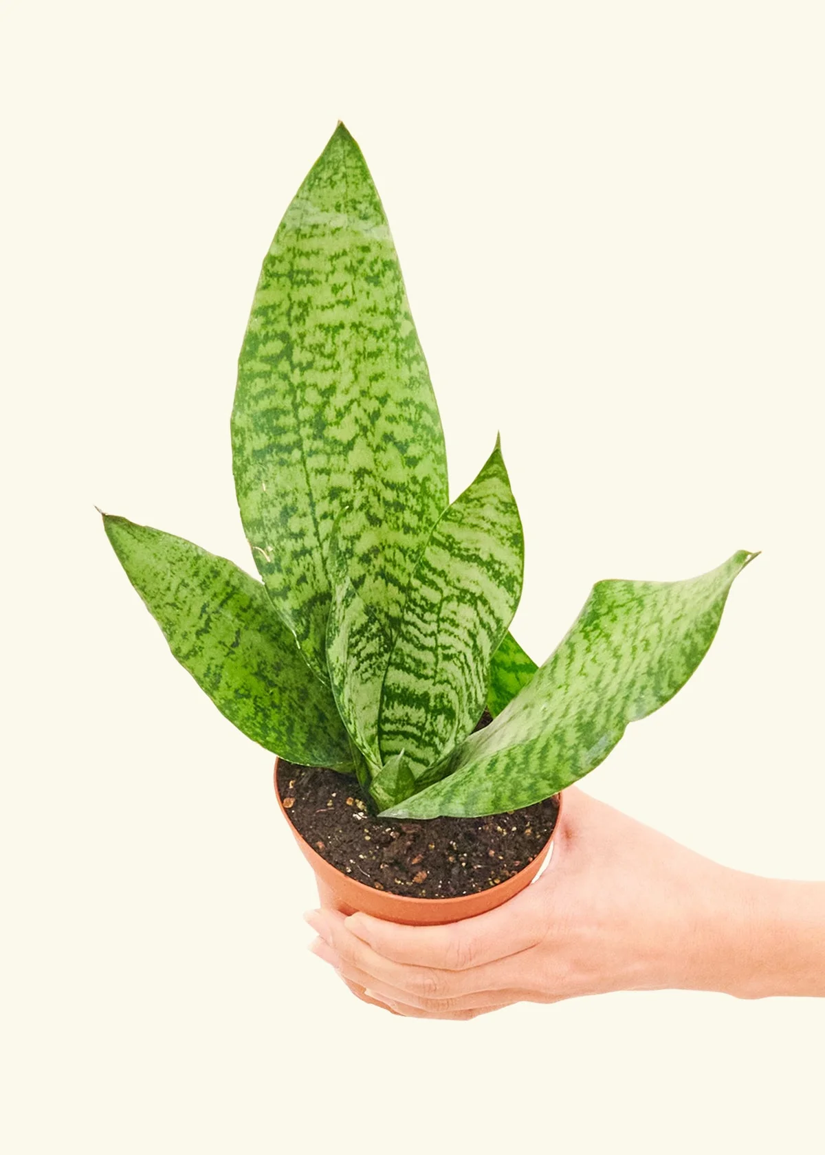 Snake Plant 'Zeylanica' - Image 3