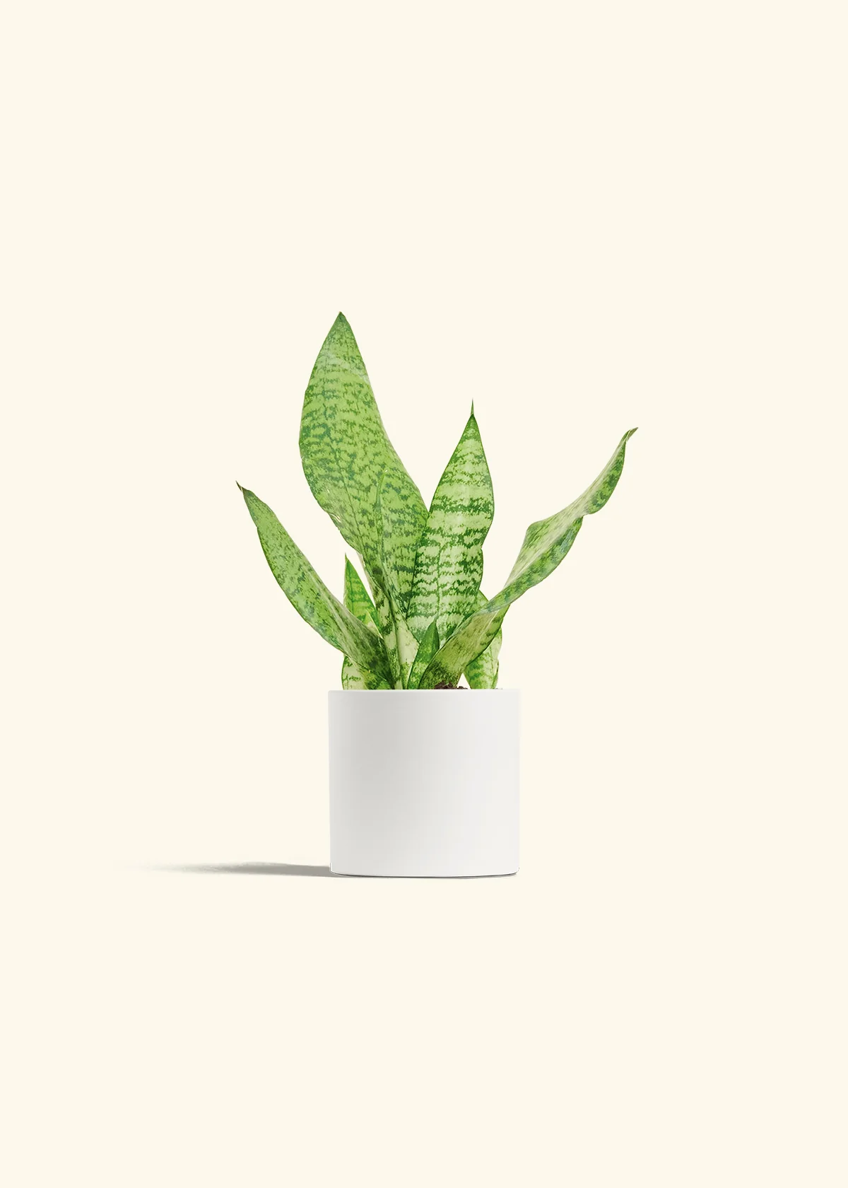 Snake Plant 'Zeylanica' - Image 4