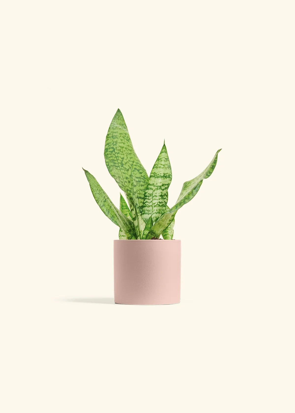 Snake Plant 'Zeylanica' - Image 5