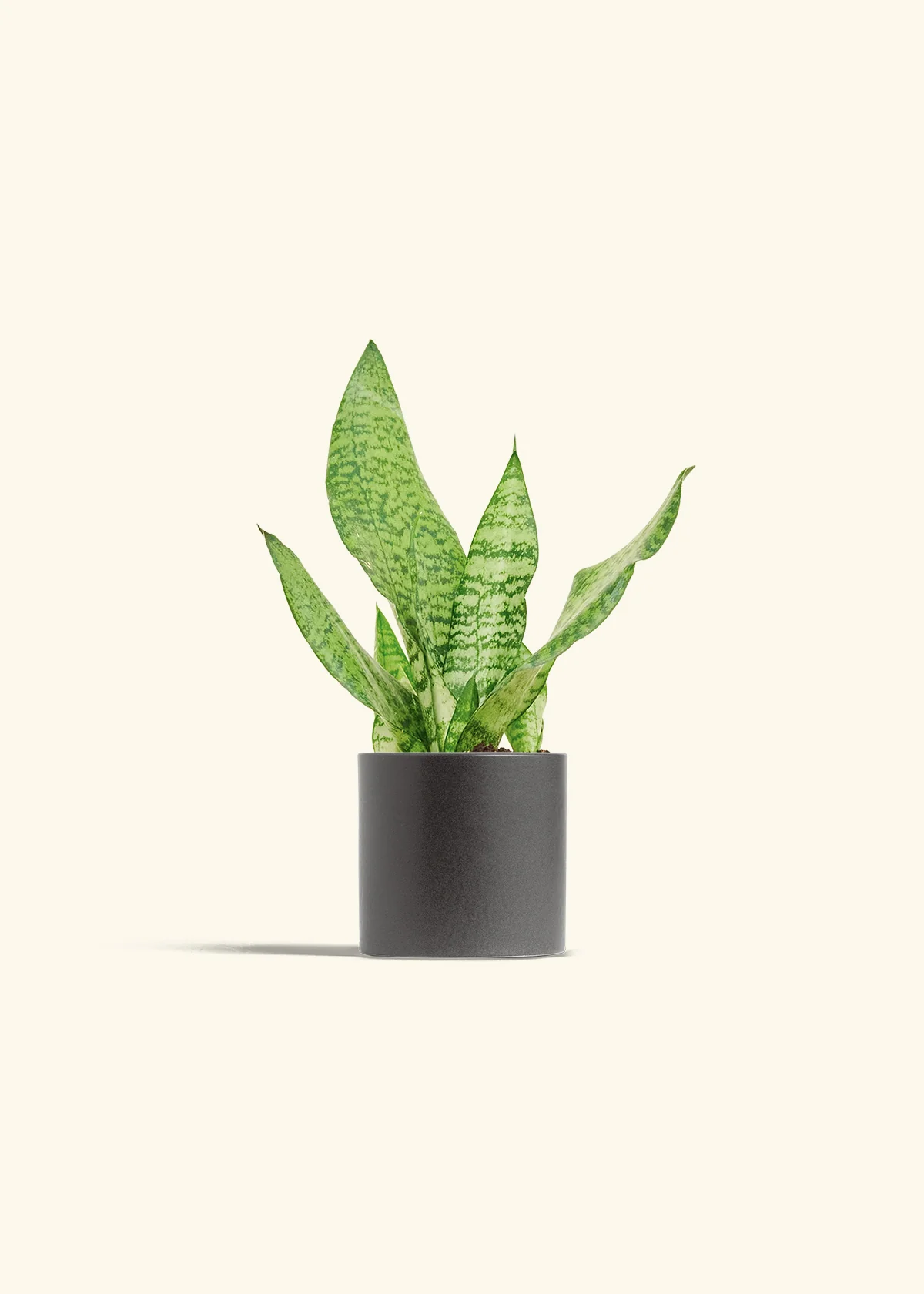 Snake Plant 'Zeylanica' - Image 6