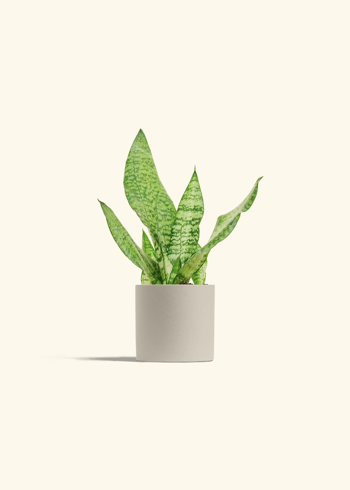 Snake Plant 'Zeylanica' - Image 7