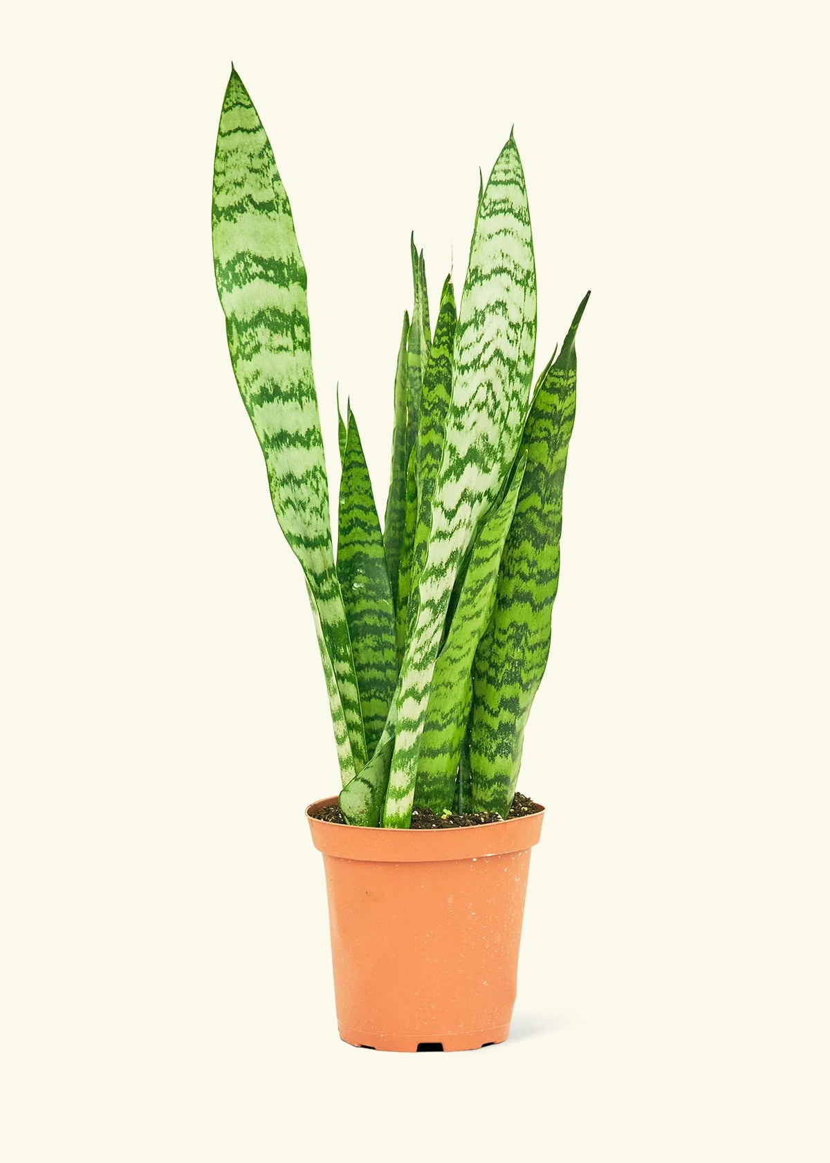 Snake Plant 'Zeylanica' - Image 8