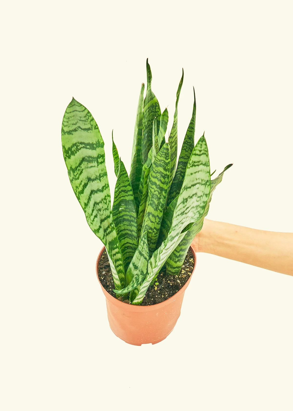 Snake Plant 'Zeylanica' - Image 9