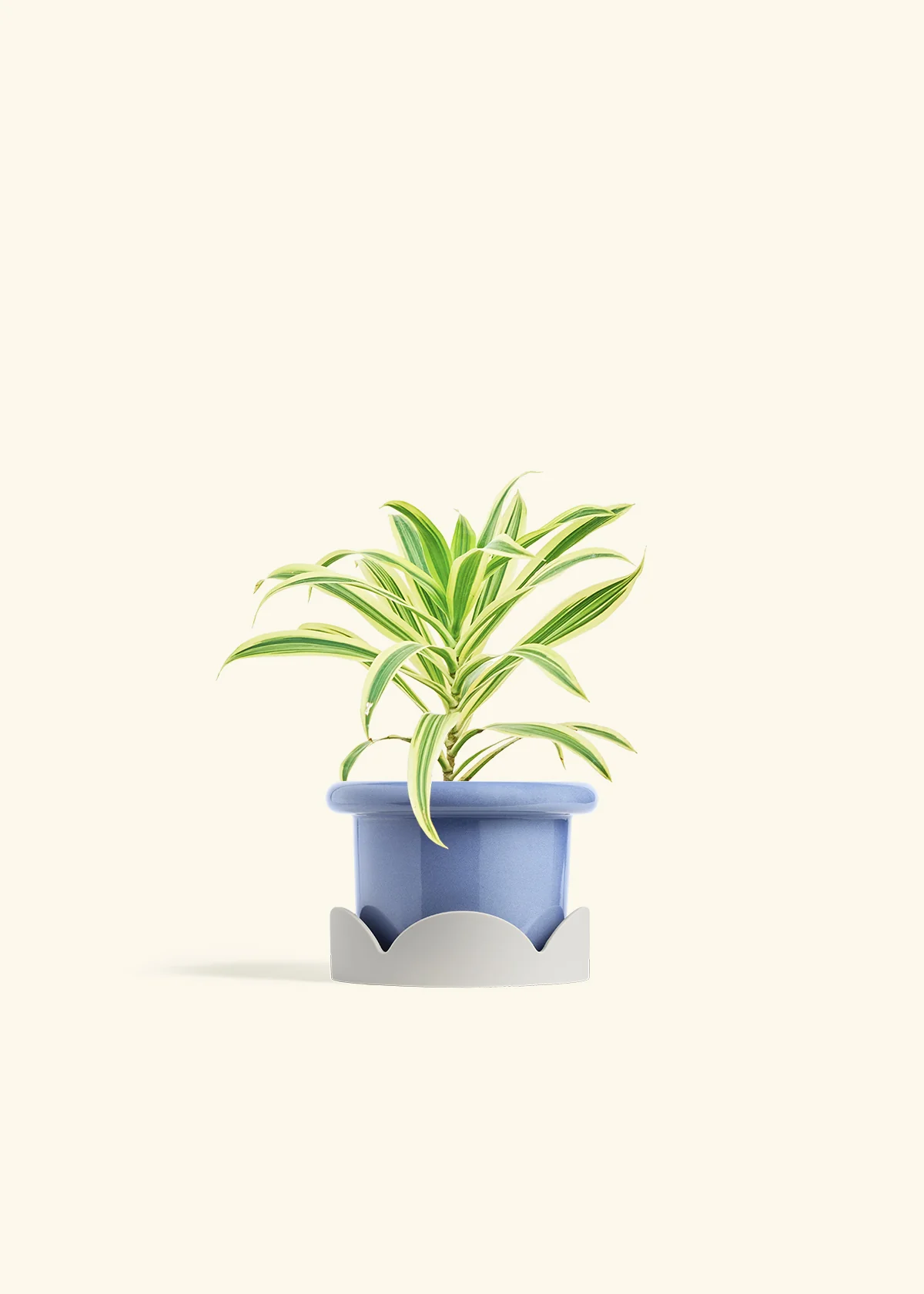 Dracaena 'Song of India' - Image 10