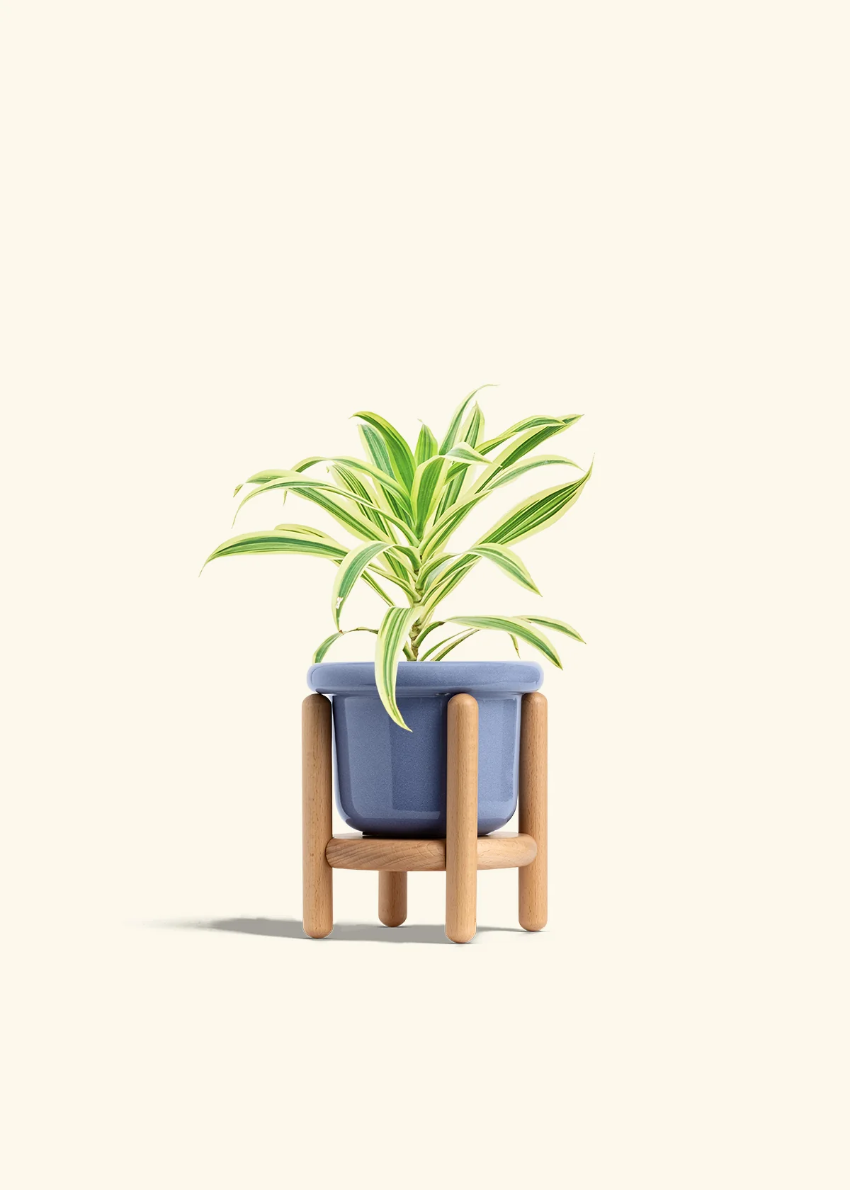 Dracaena 'Song of India' - Image 11