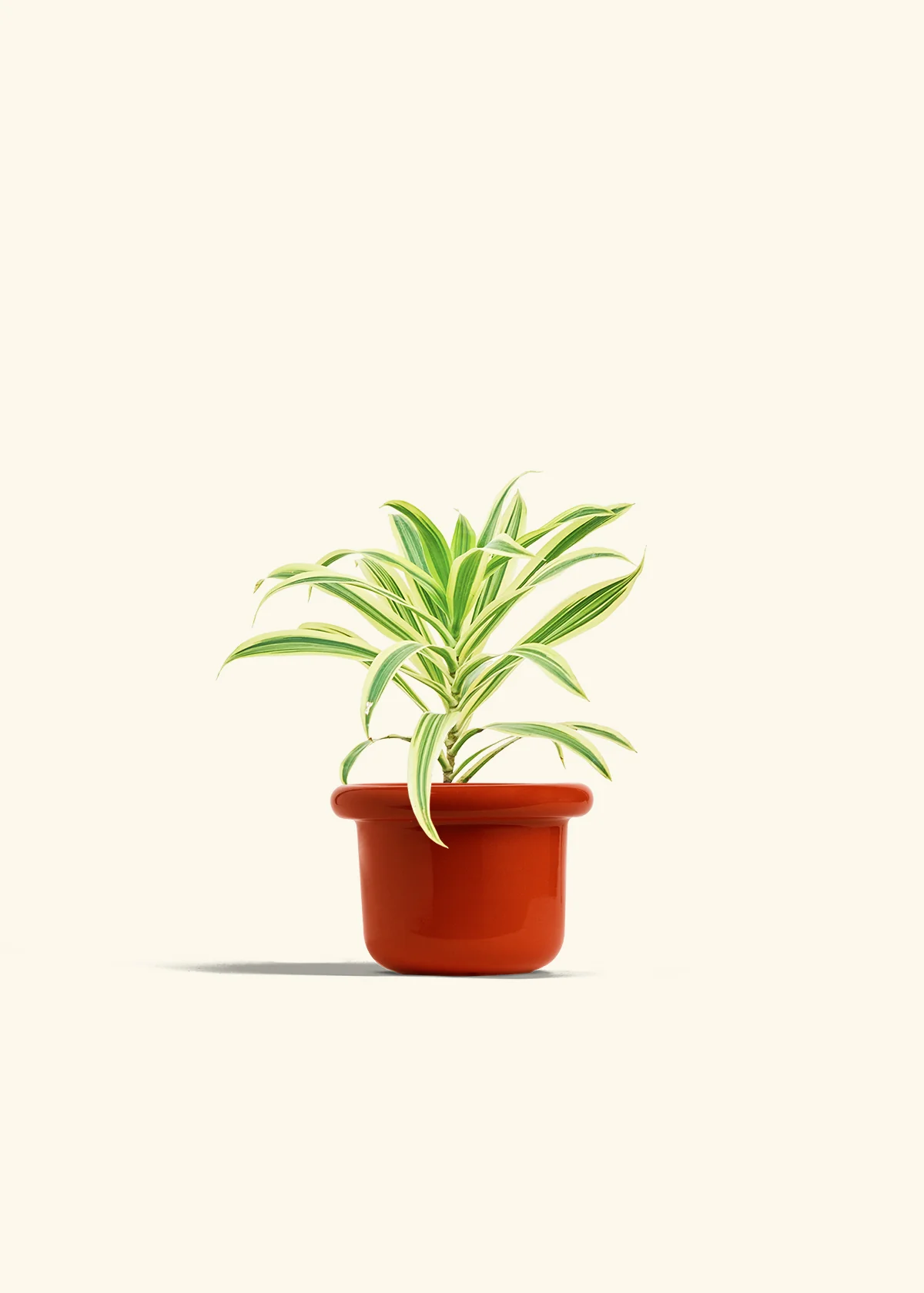 Dracaena 'Song of India' - Image 12