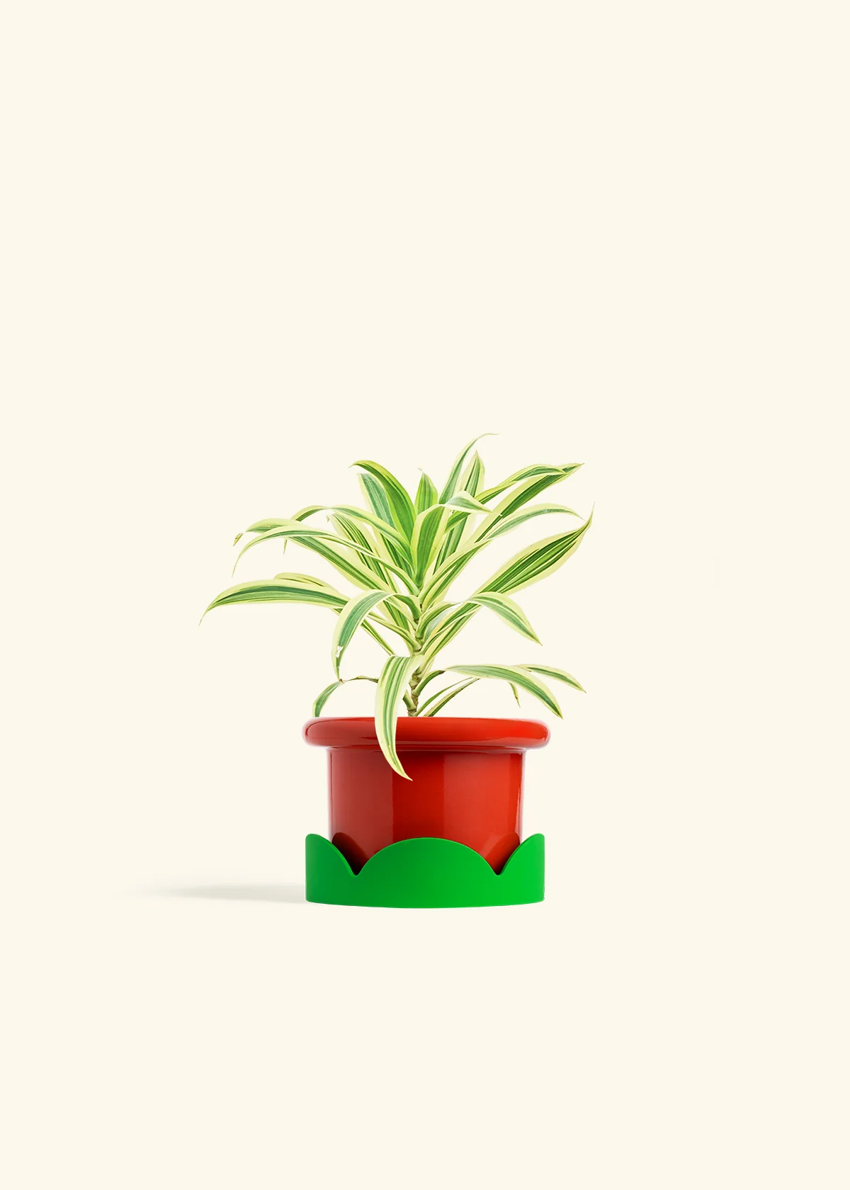 Dracaena 'Song of India' - Image 13