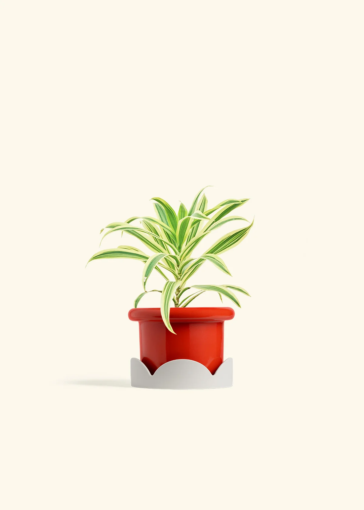 Dracaena 'Song of India' - Image 14
