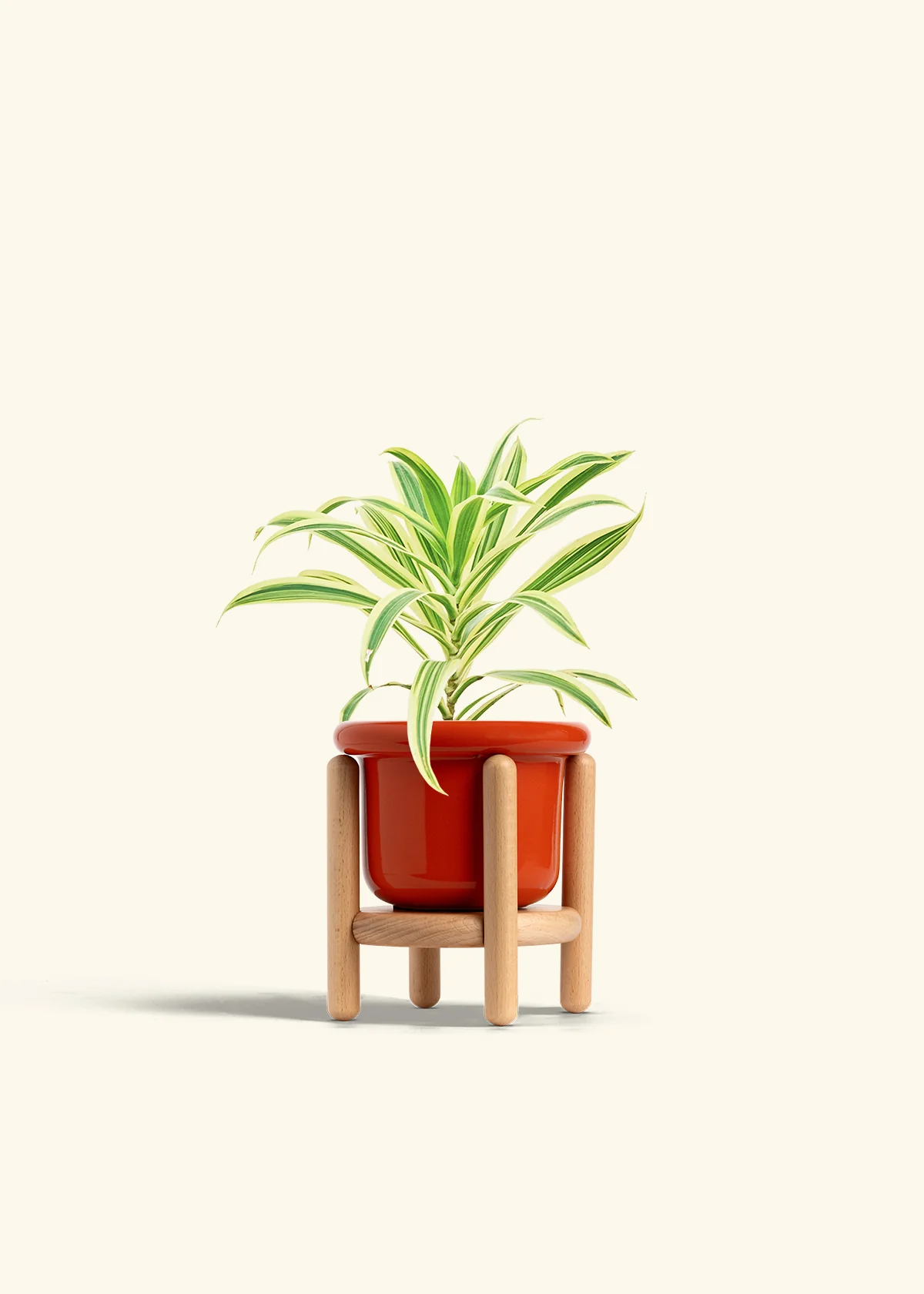 Dracaena 'Song of India' - Image 15