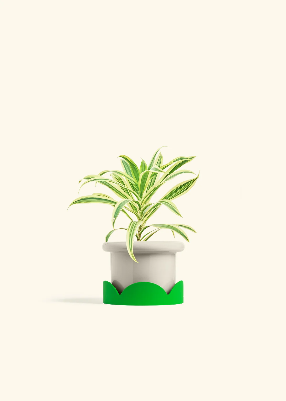 Dracaena 'Song of India' - Image 16