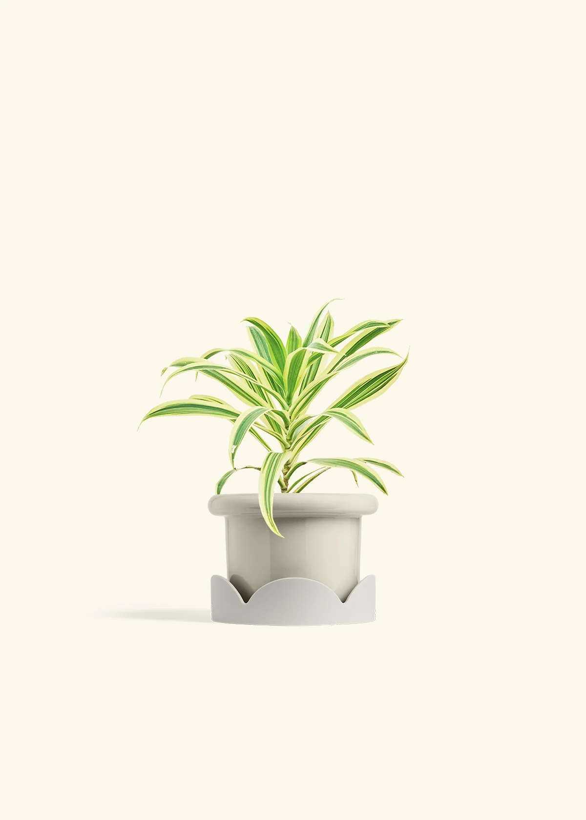 Dracaena 'Song of India' - Image 17