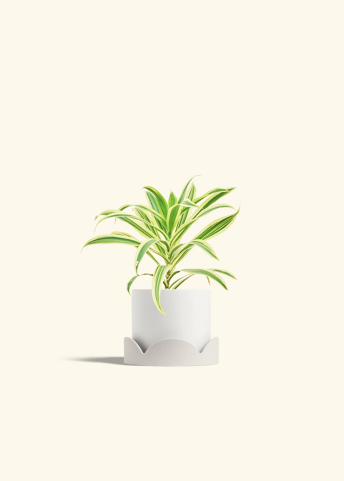 Dracaena 'Song of India' - Image 18