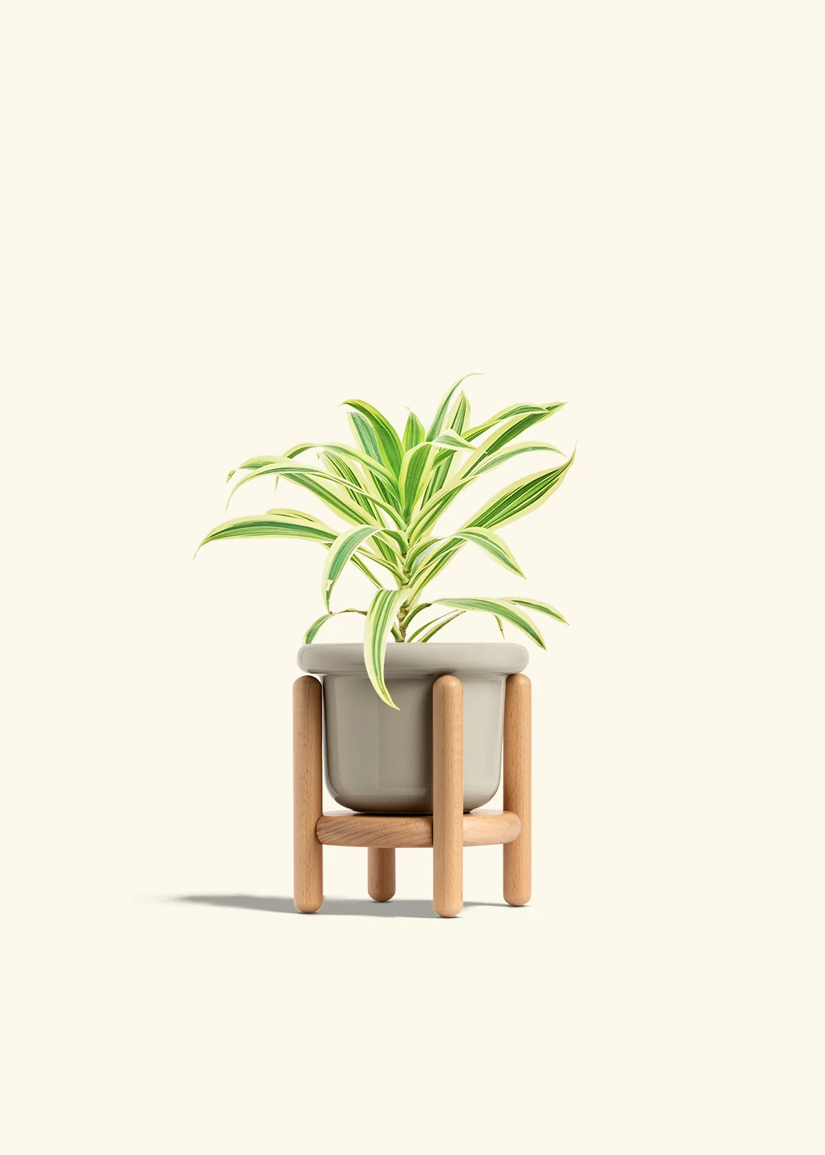 Dracaena 'Song of India' - Image 19
