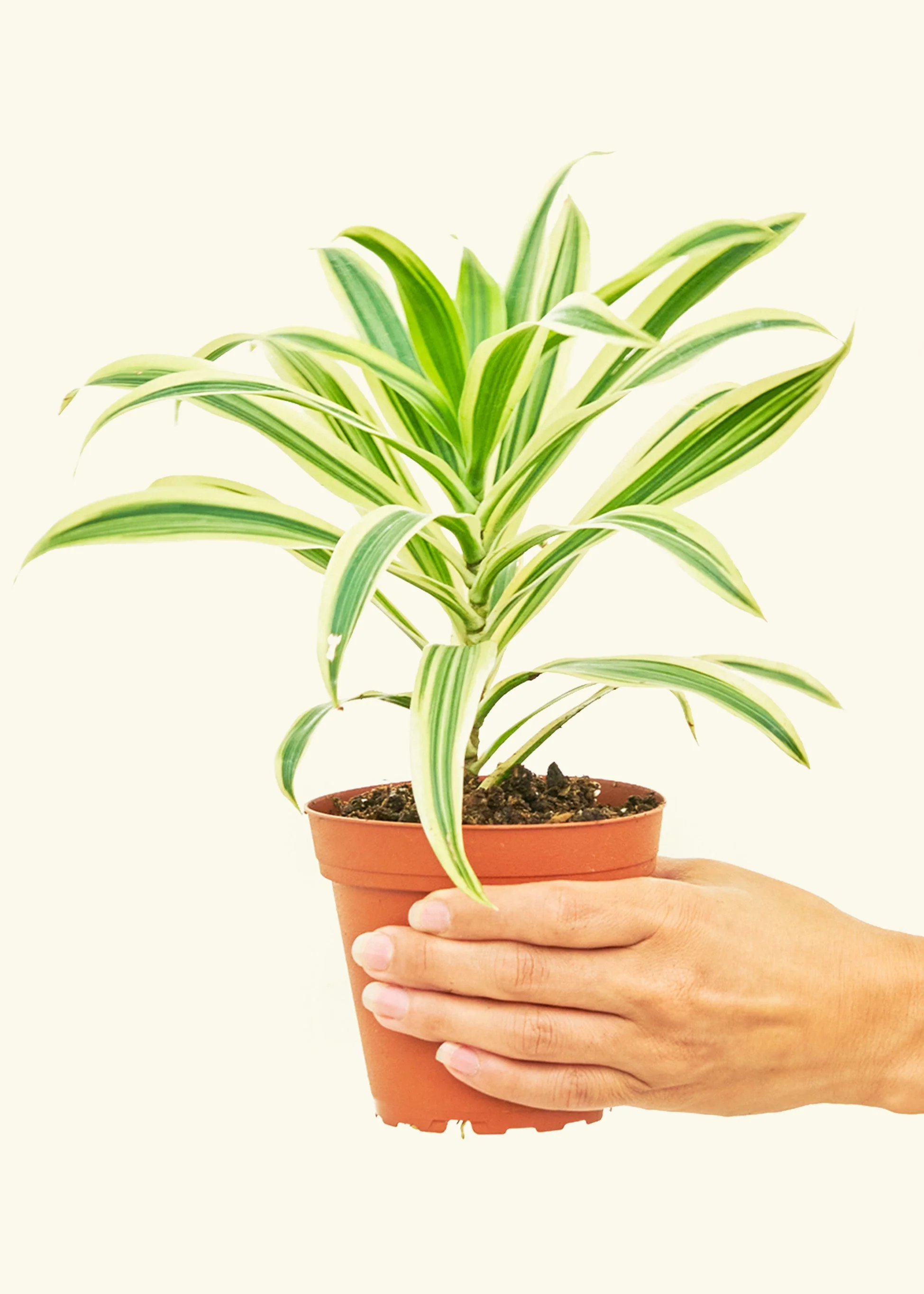 Dracaena 'Song of India' - Image 2