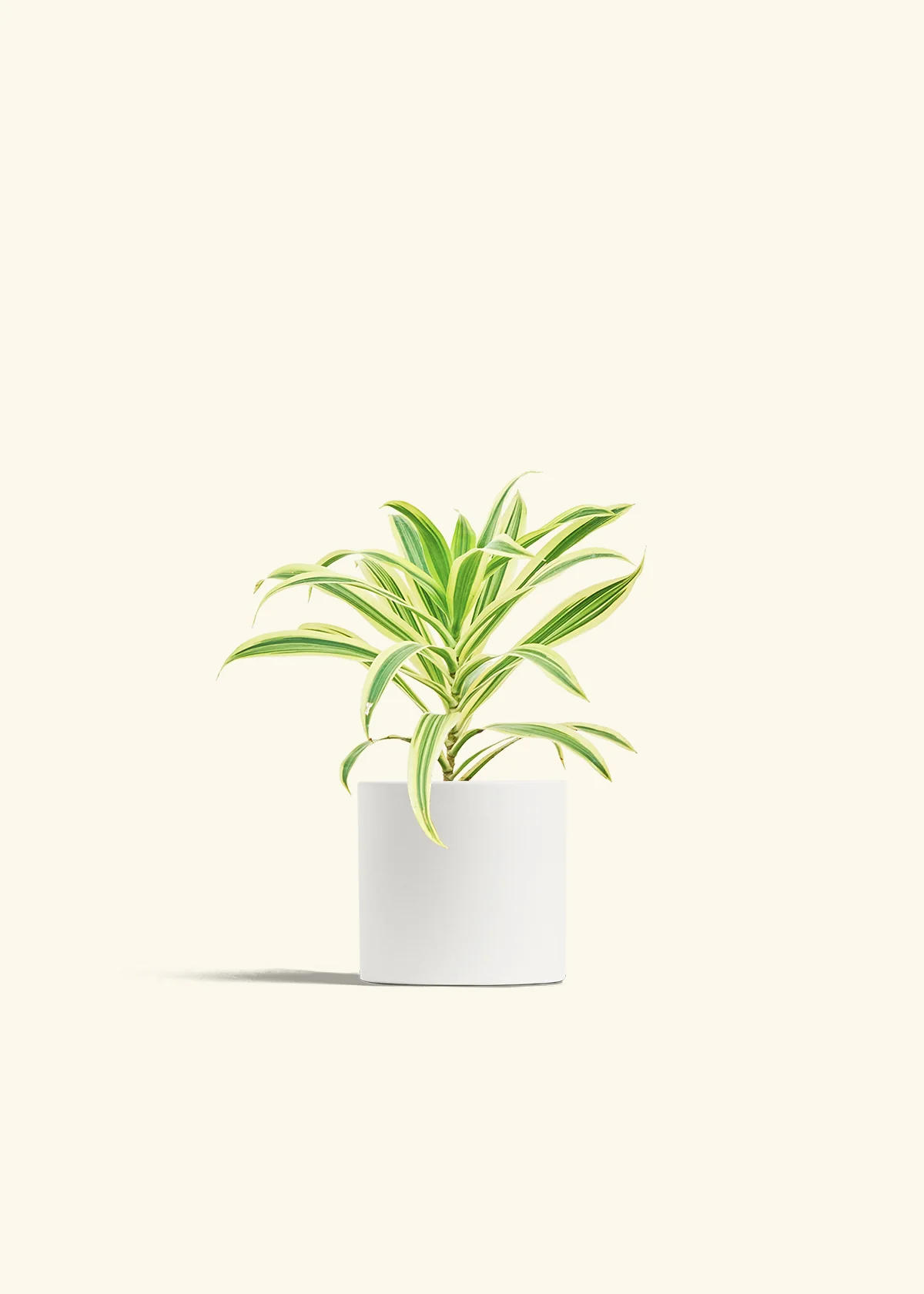 Dracaena 'Song of India' - Image 20