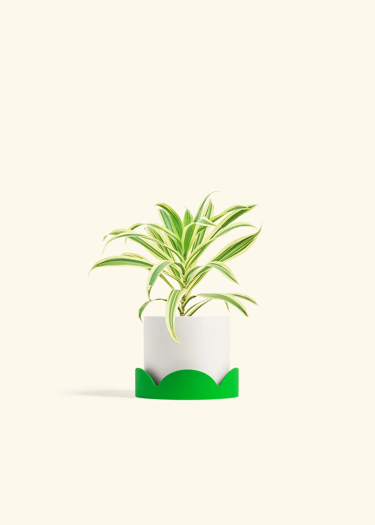 Dracaena 'Song of India' - Image 21