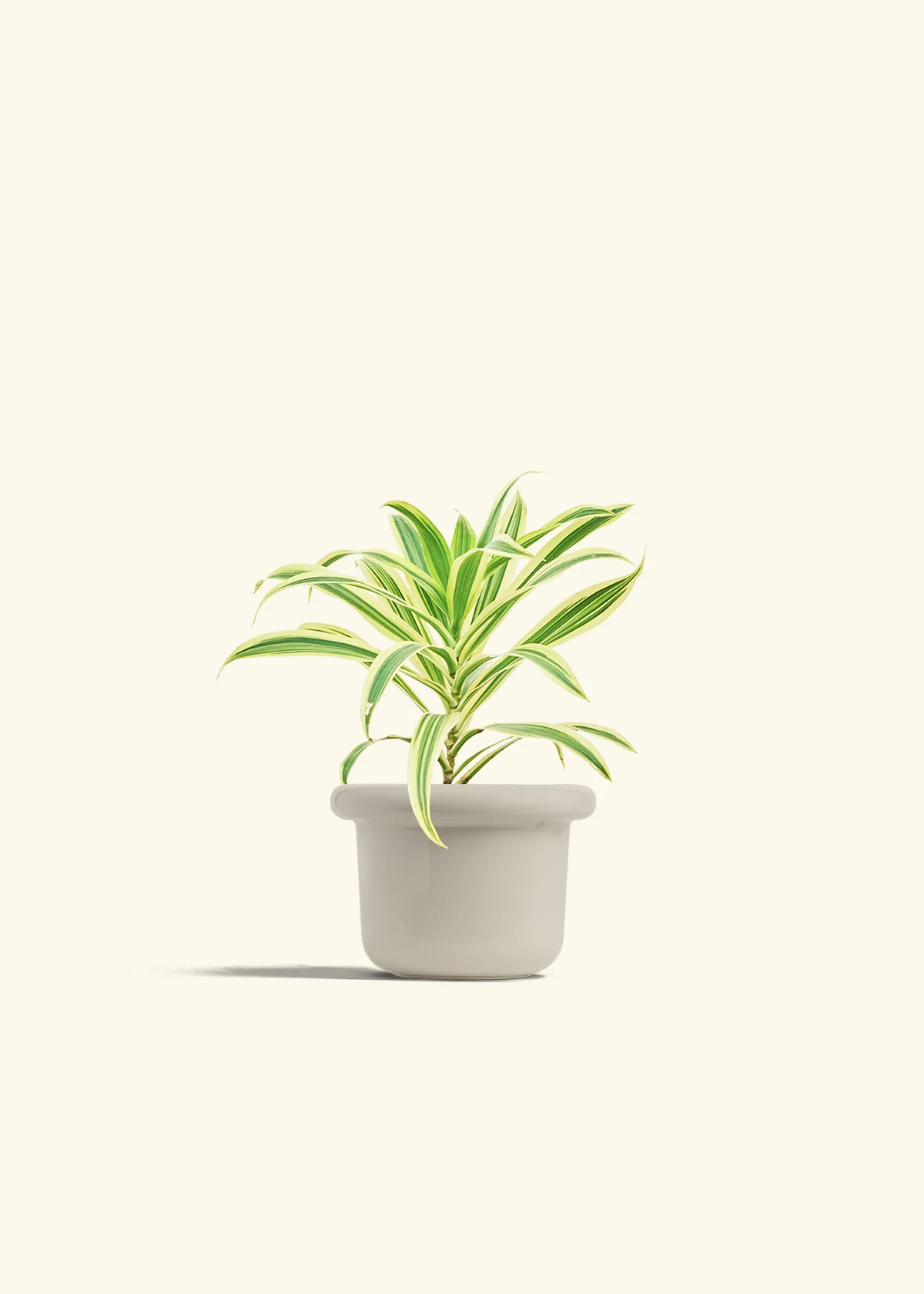 Dracaena 'Song of India' - Image 22