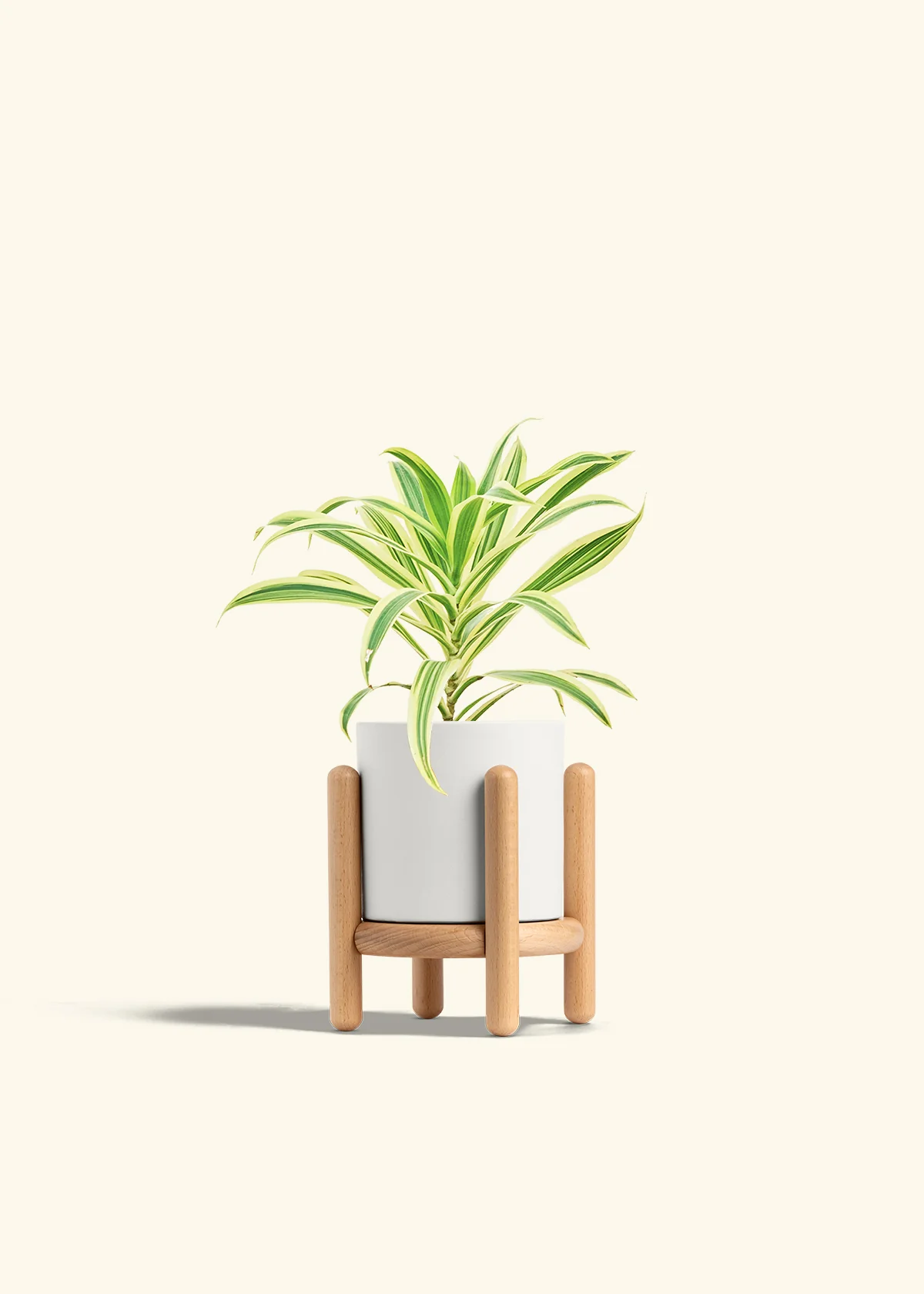 Dracaena 'Song of India' - Image 23