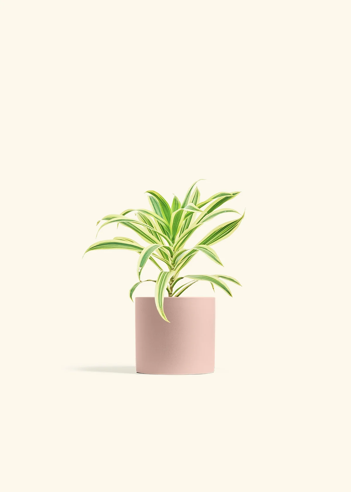 Dracaena 'Song of India' - Image 24