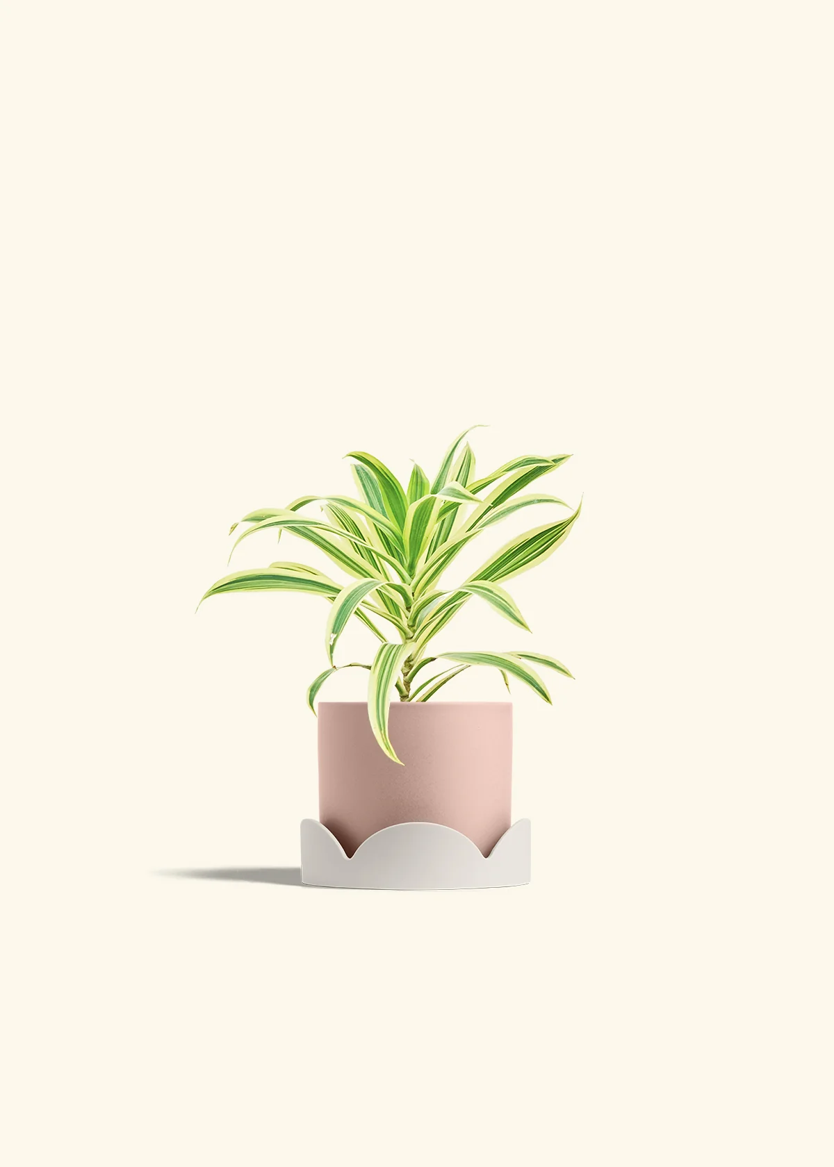 Dracaena 'Song of India' - Image 26