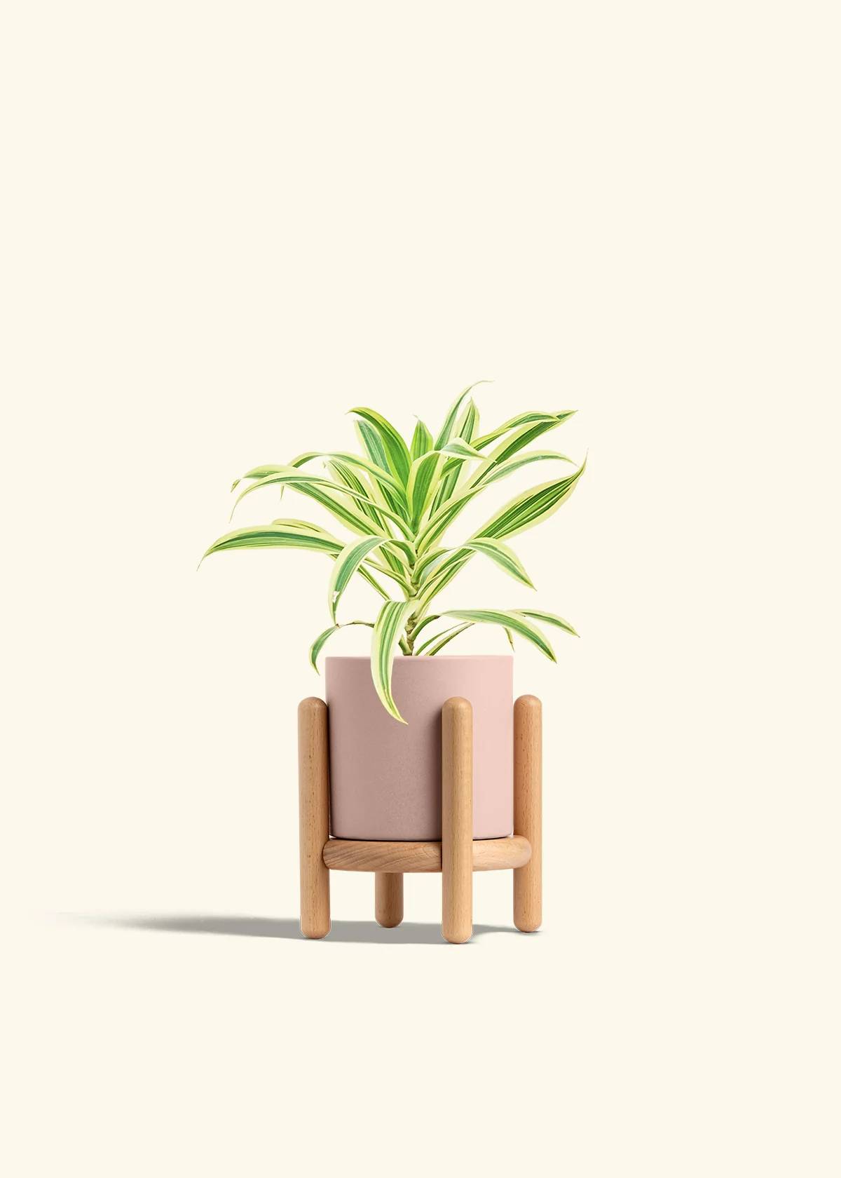 Dracaena 'Song of India' - Image 27