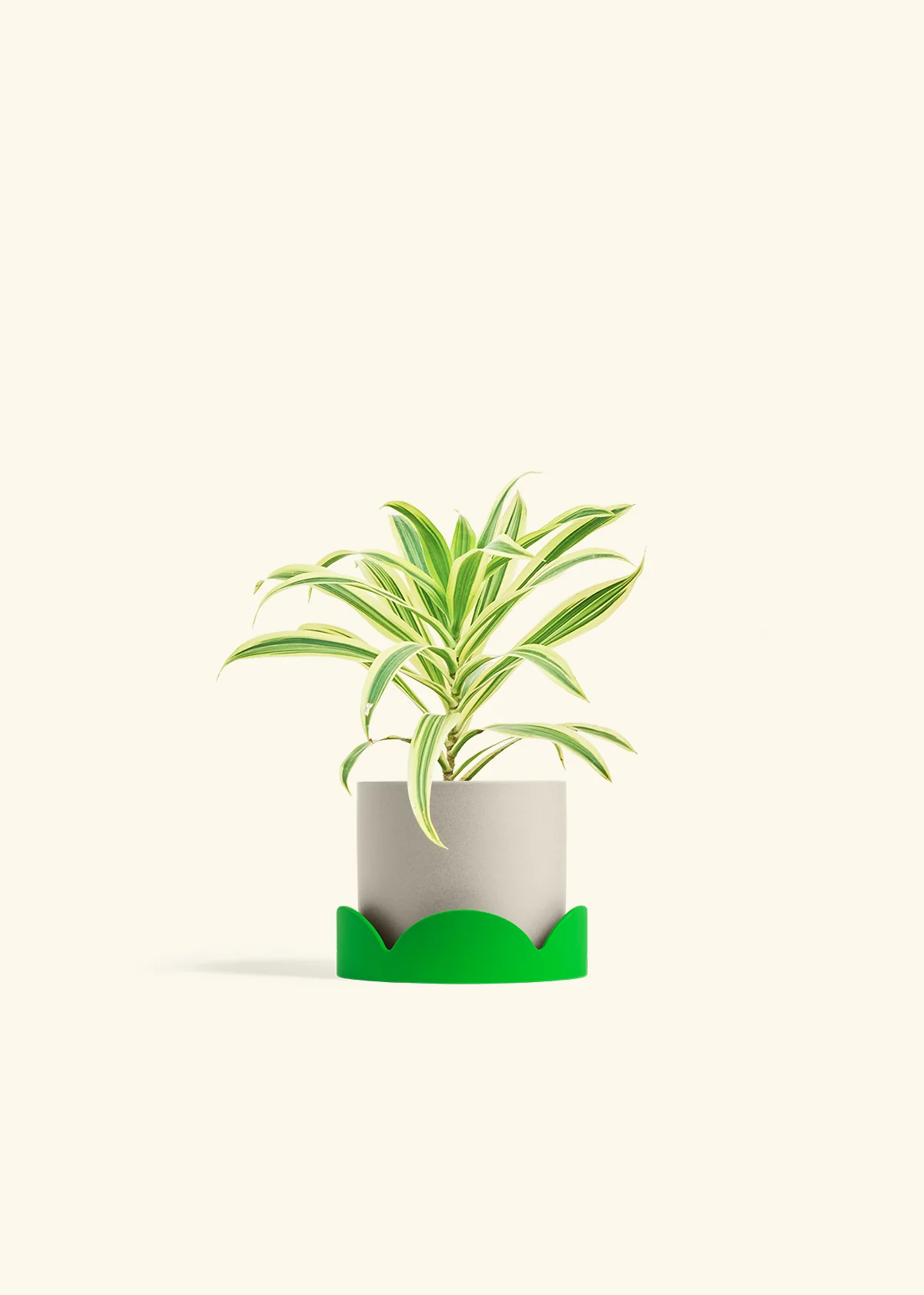 Dracaena 'Song of India' - Image 28