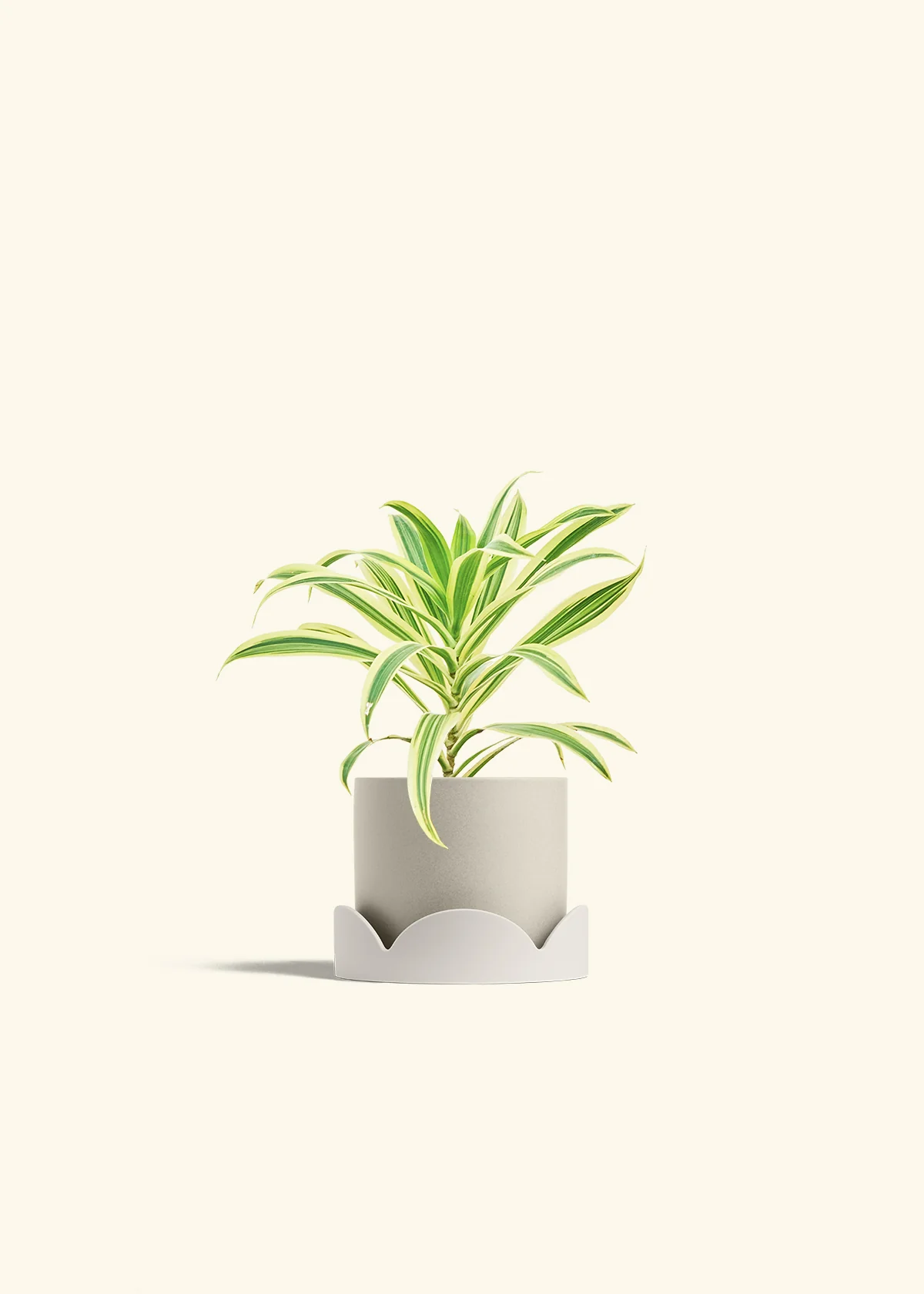 Dracaena 'Song of India' - Image 29