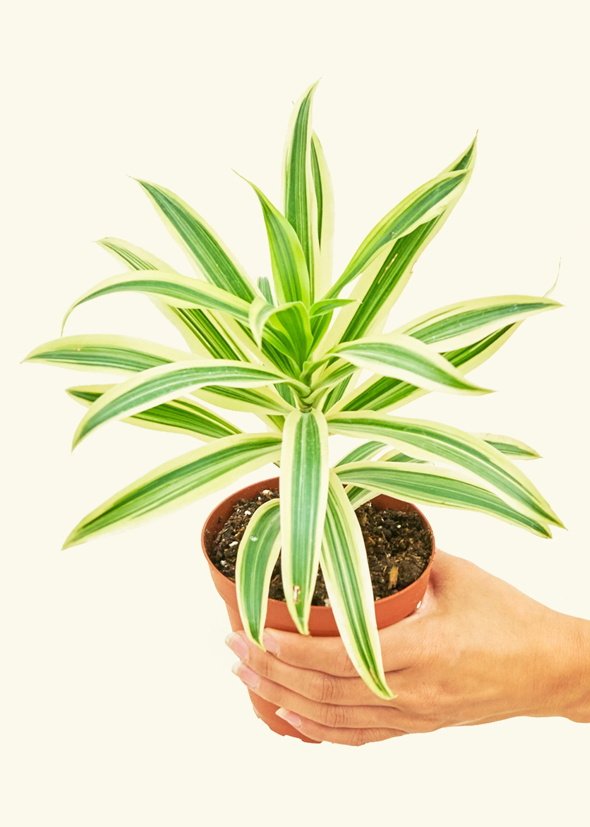 Dracaena 'Song of India' - Image 3