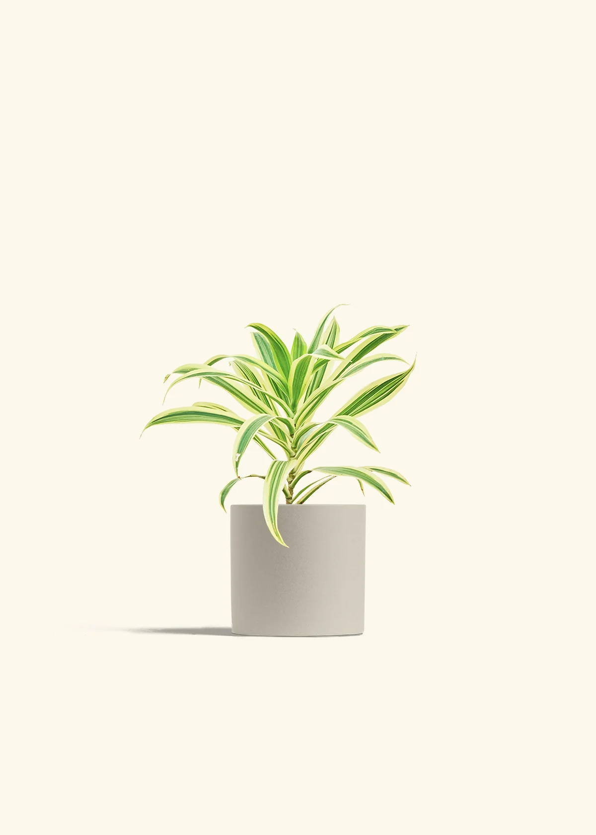 Dracaena 'Song of India' - Image 30