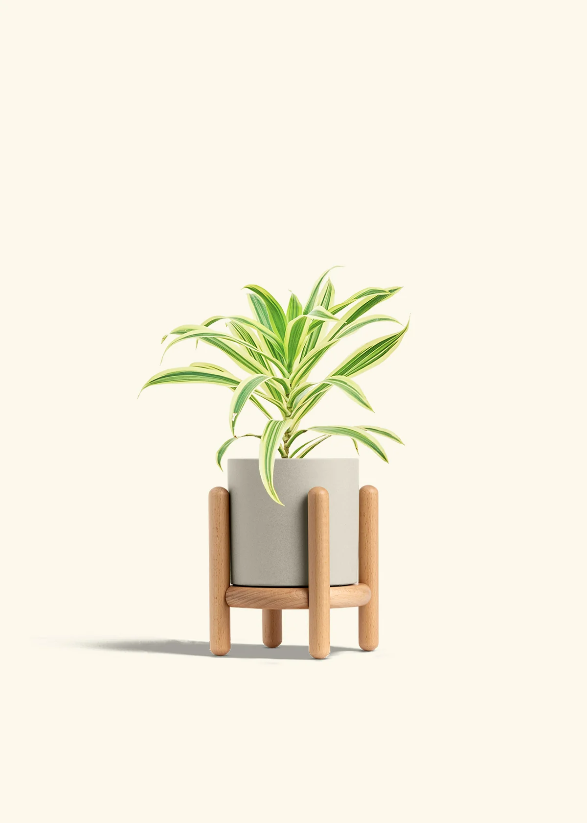 Dracaena 'Song of India' - Image 31