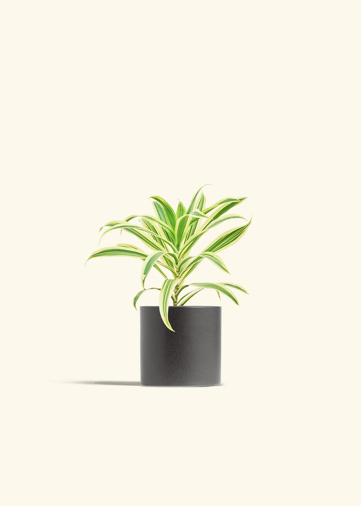 Dracaena 'Song of India' - Image 32