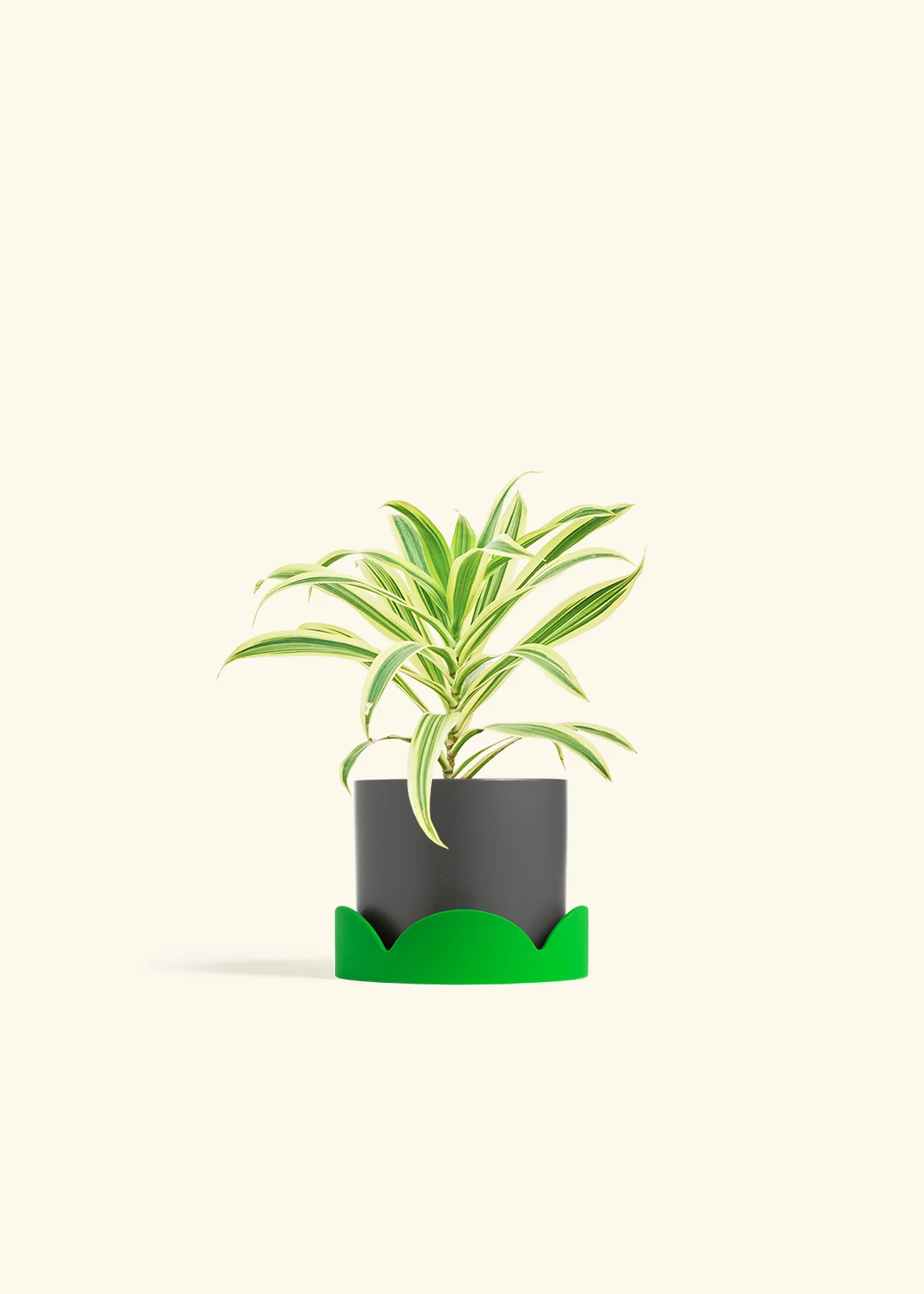 Dracaena 'Song of India' - Image 33
