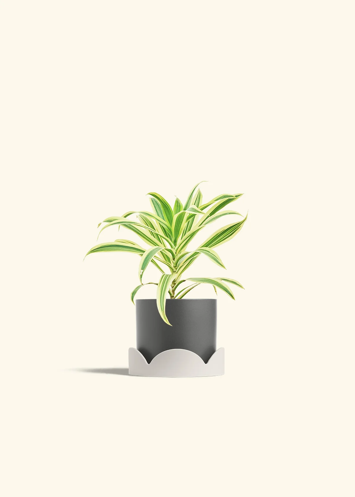 Dracaena 'Song of India' - Image 34