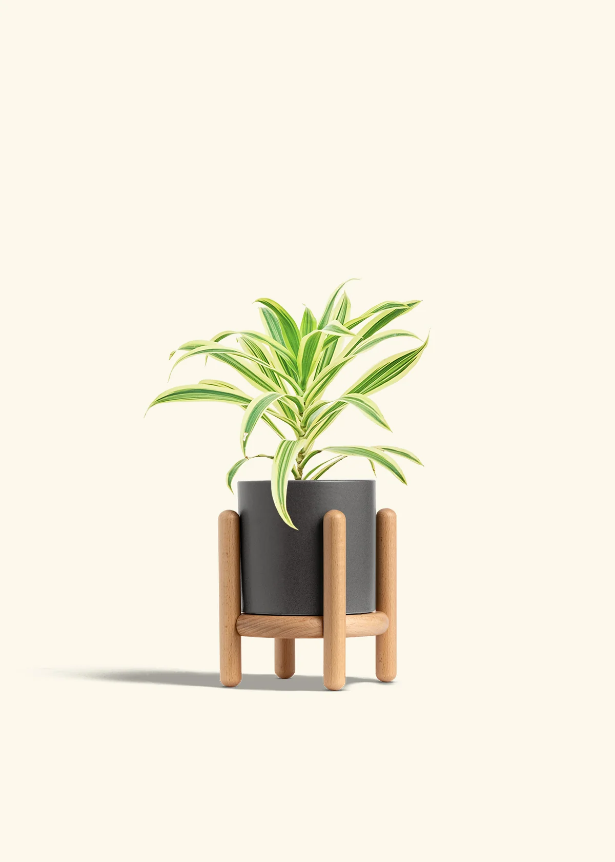 Dracaena 'Song of India' - Image 35
