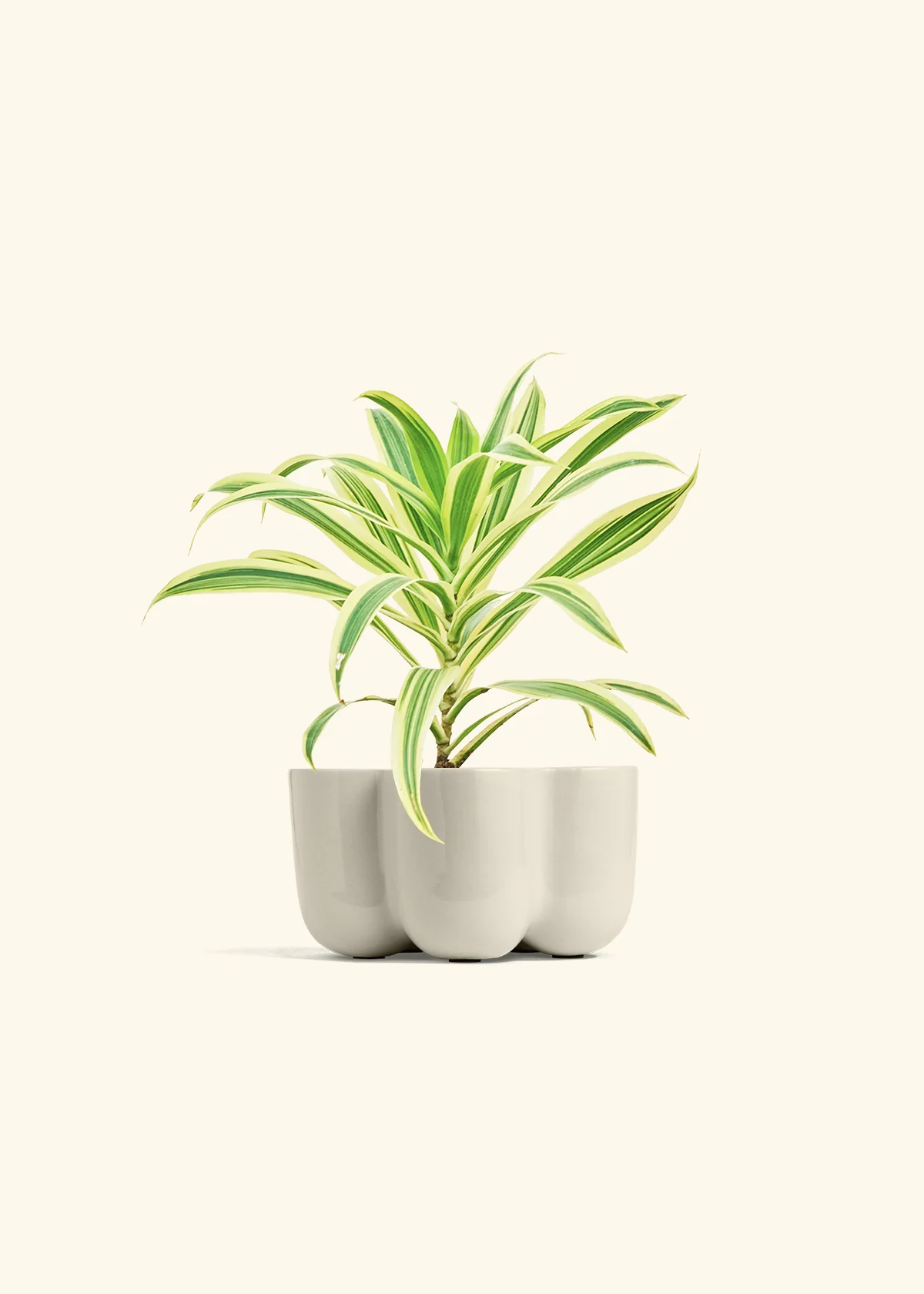 Dracaena 'Song of India' - Image 36
