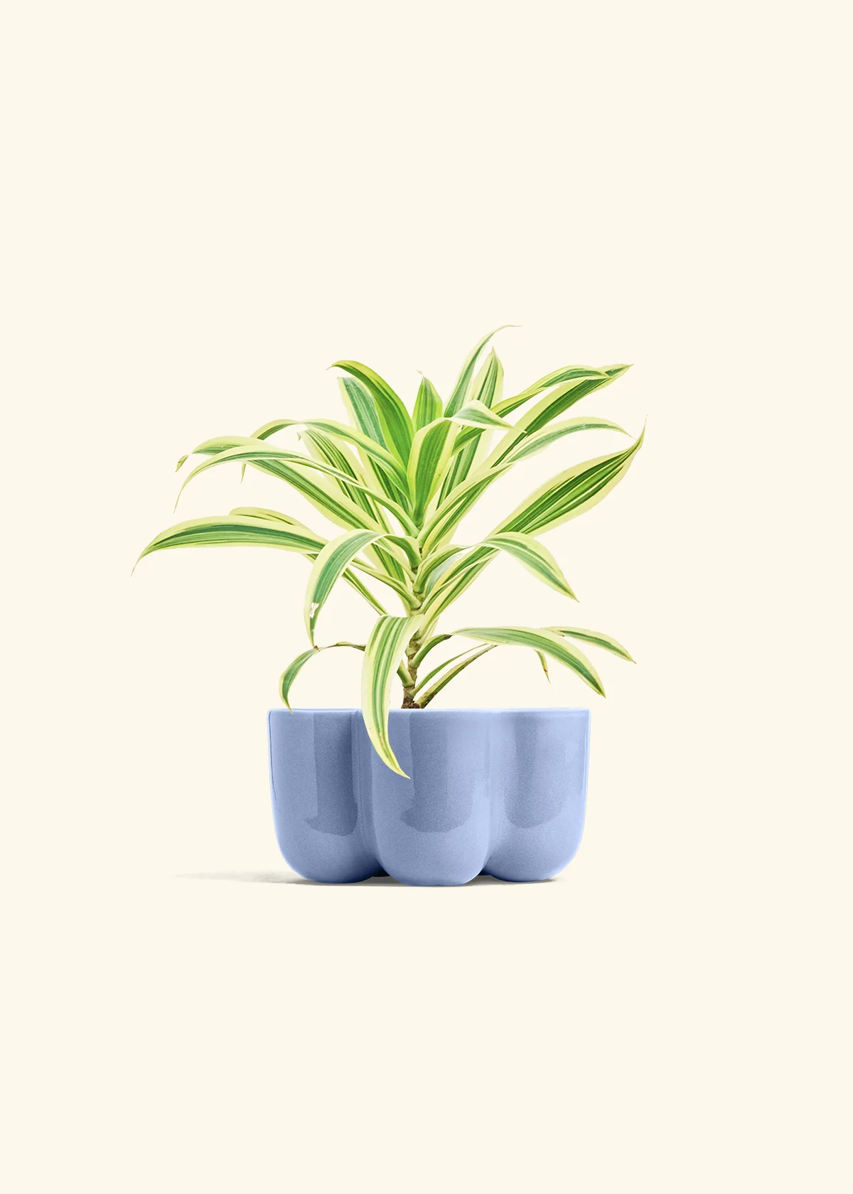 Dracaena 'Song of India' - Image 37