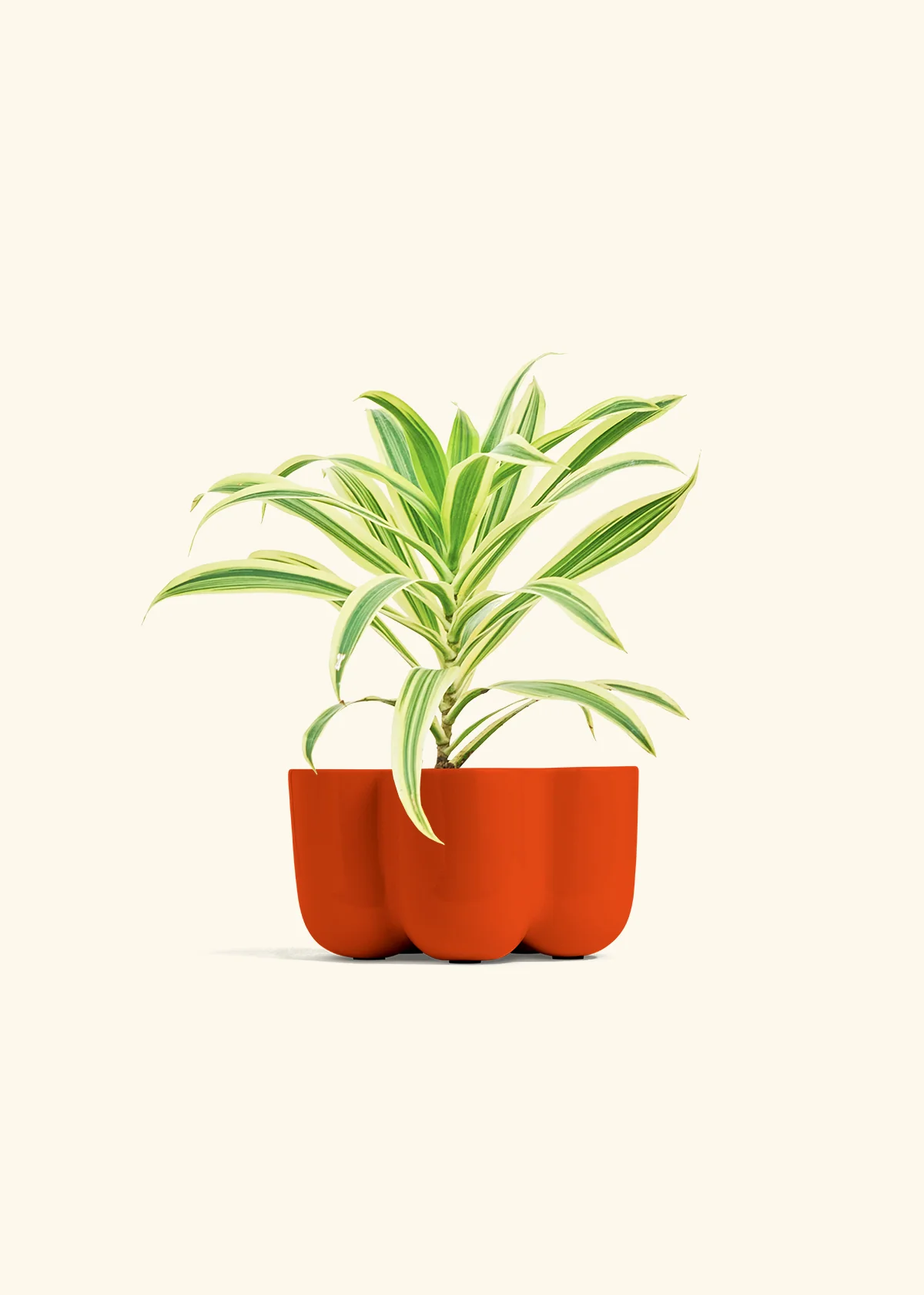 Dracaena 'Song of India' - Image 38