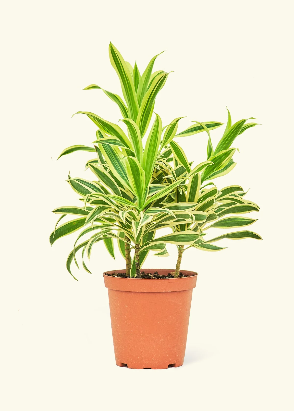 Dracaena 'Song of India' - Image 39
