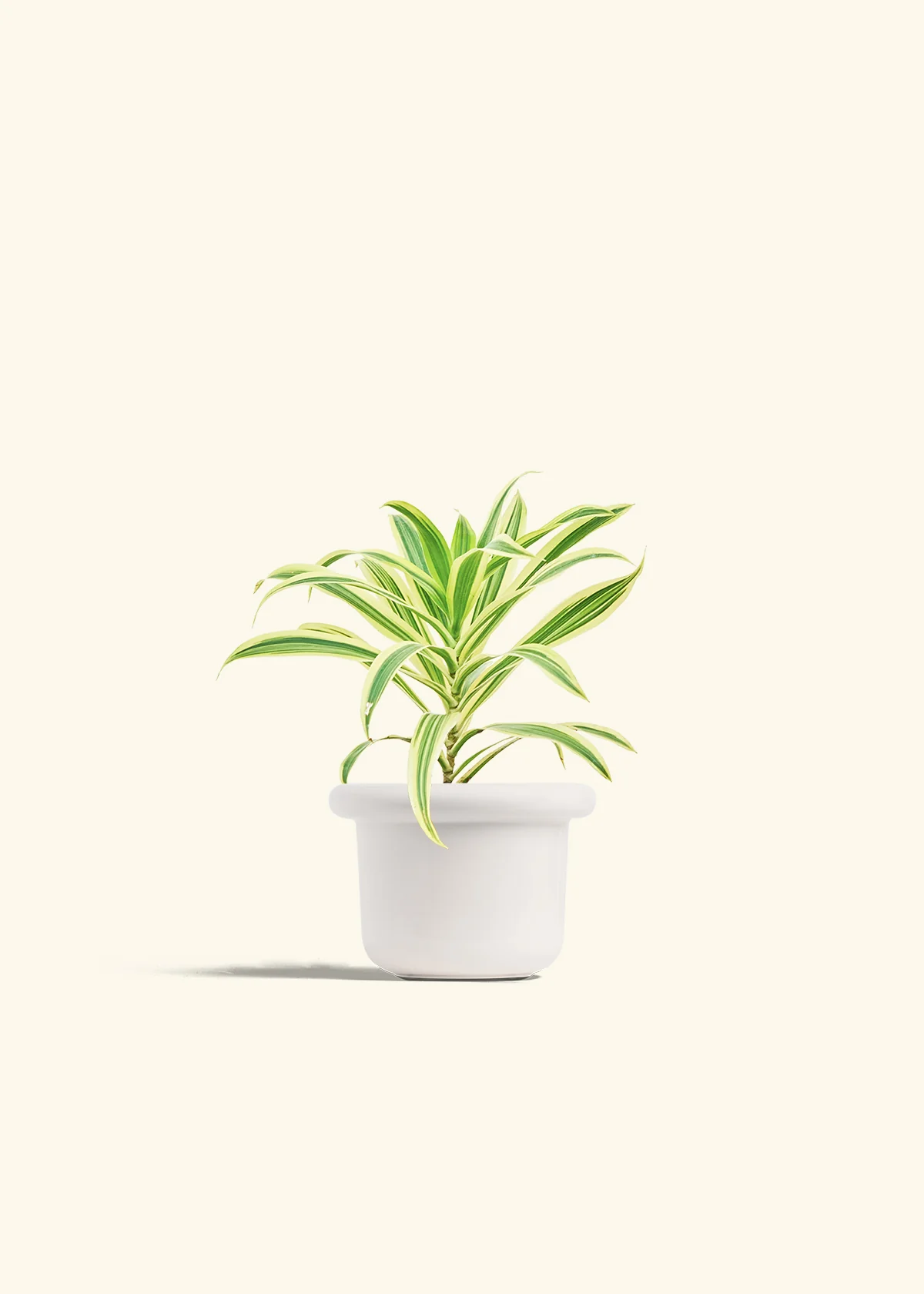 Dracaena 'Song of India' - Image 4