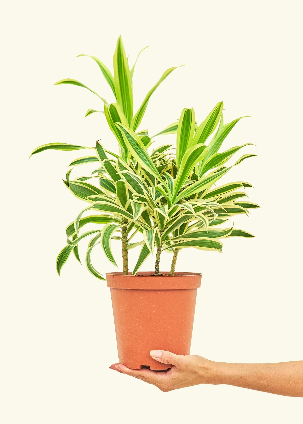 Dracaena 'Song of India' - Image 40