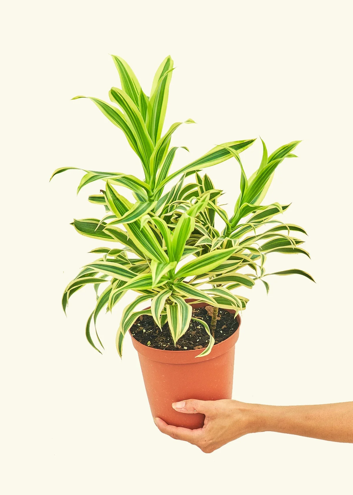 Dracaena 'Song of India' - Image 41