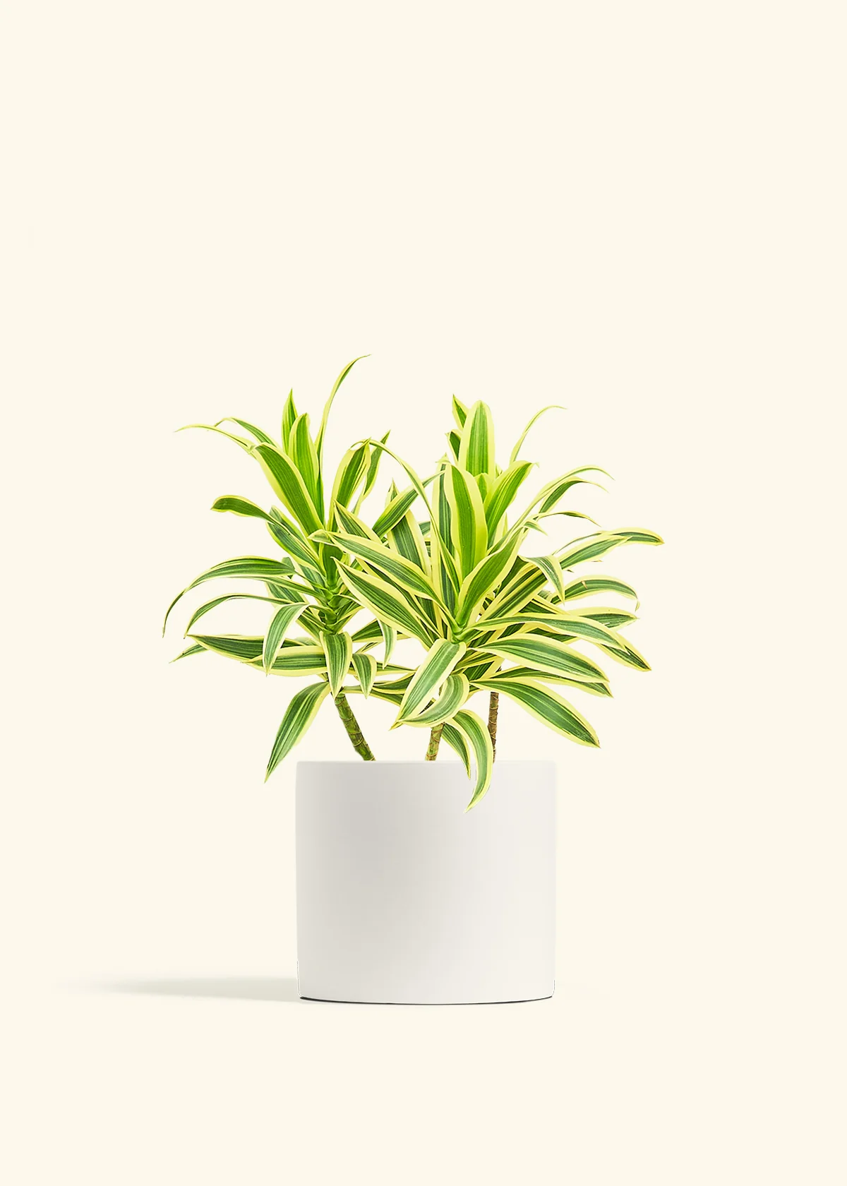 Dracaena 'Song of India' - Image 42