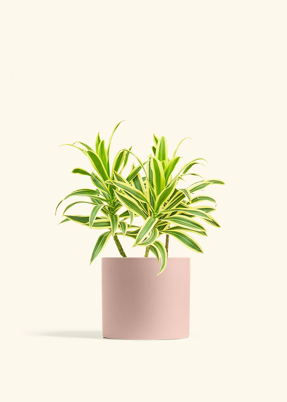 Dracaena 'Song of India' - Image 43