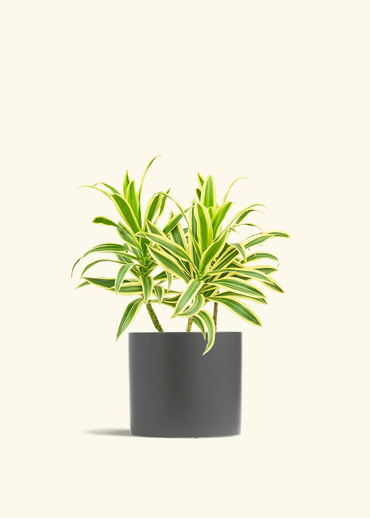 Dracaena 'Song of India' - Image 44