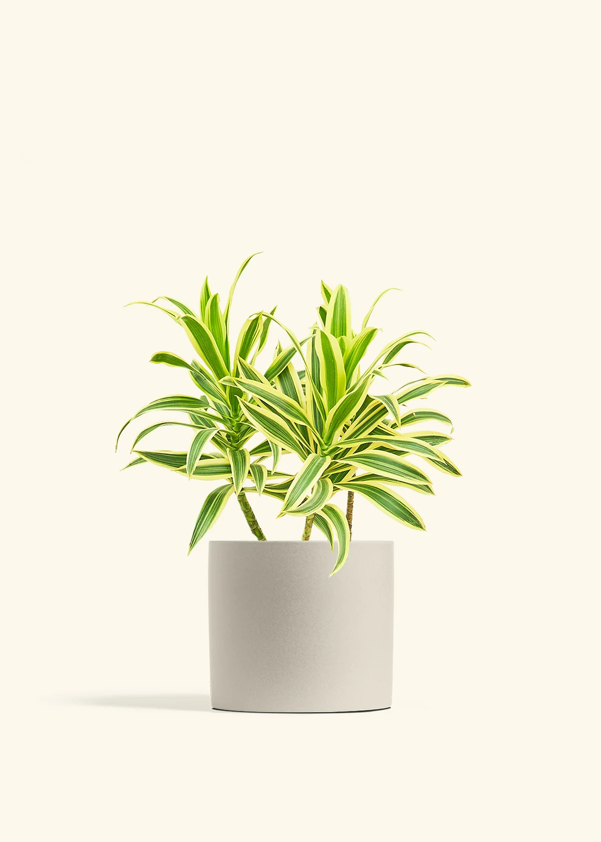 Dracaena 'Song of India' - Image 45
